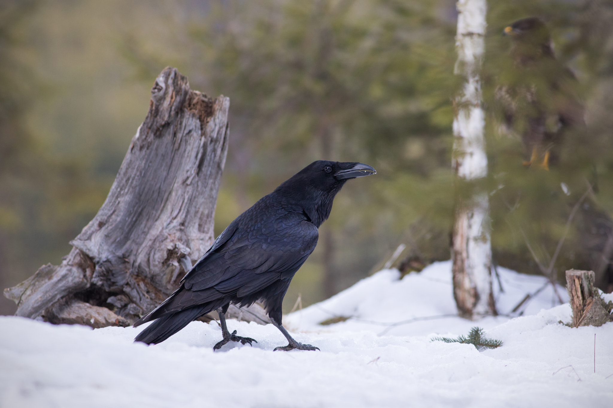 Canon EF 400mm F5.6L USM sample photo. Krkavec velký (corvus corax

 photography