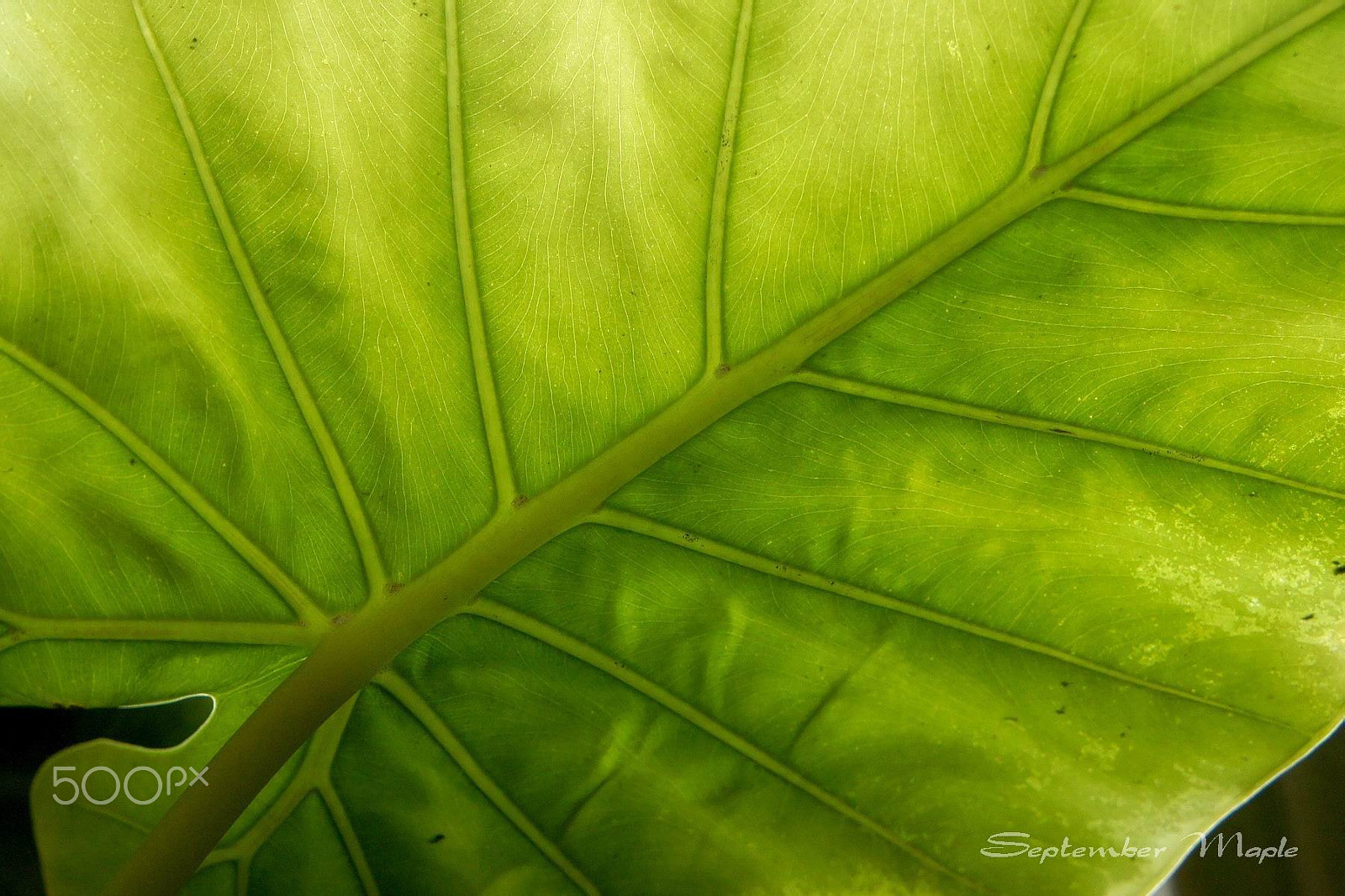 Sony E 18-55mm F3.5-5.6 OSS sample photo. 献给春天 photography