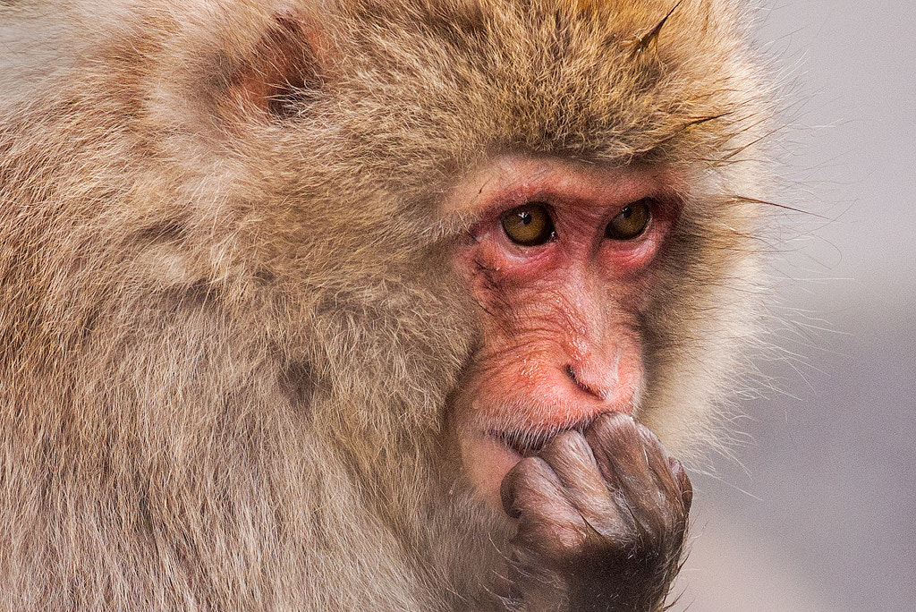 Nikon AF-S Nikkor 300mm F2.8G ED VR II sample photo. Thinking photography