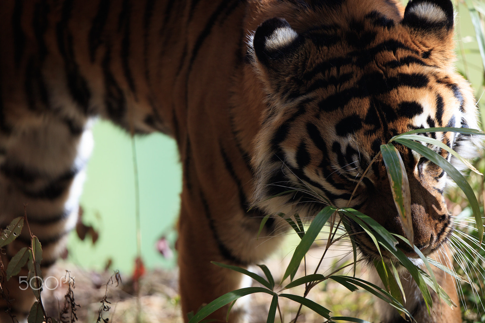 Canon EOS 5DS sample photo. Tiger photography