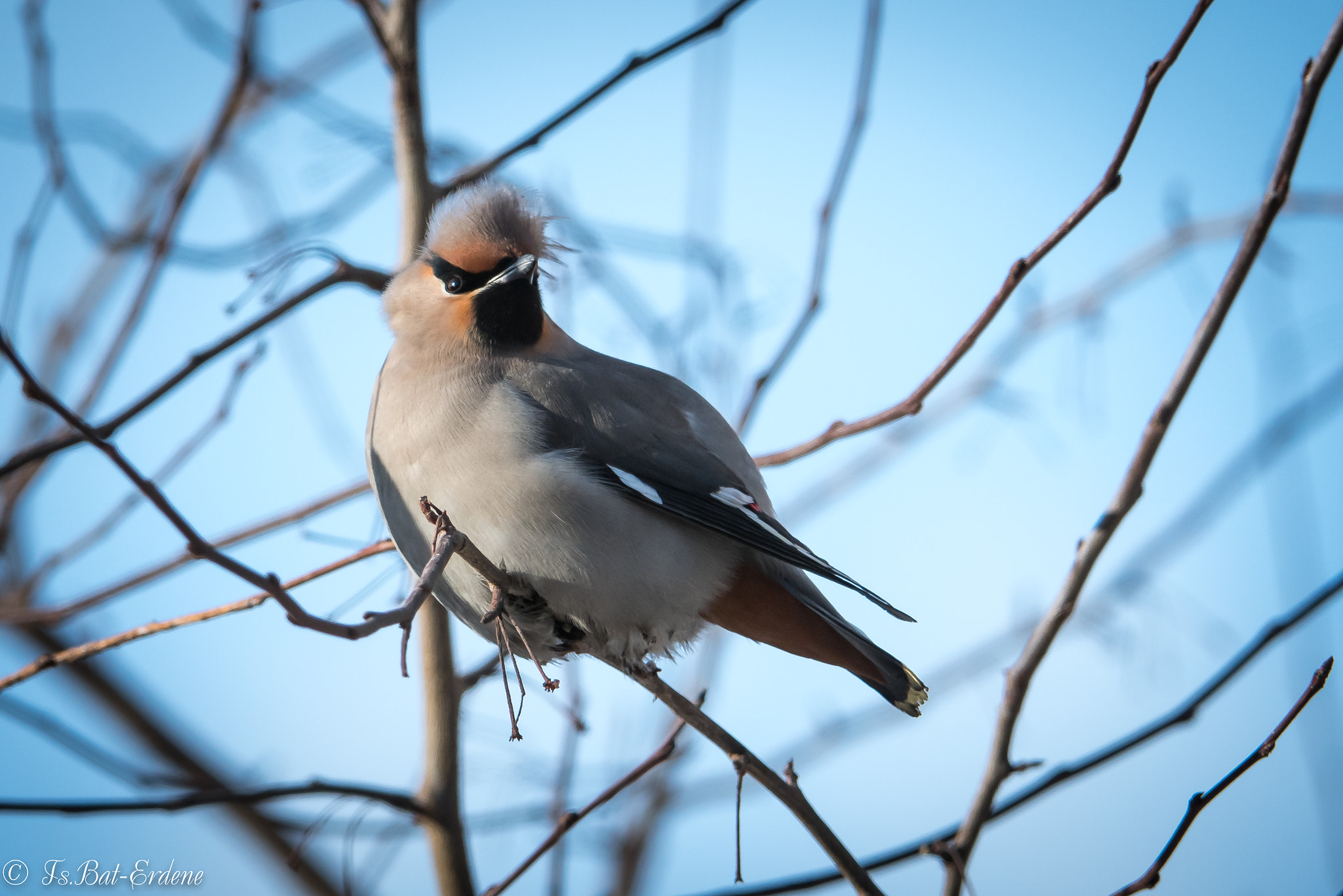 Nikon D500 + Nikon AF-S Nikkor 200-400mm F4G ED VR II sample photo. Tsbat photography