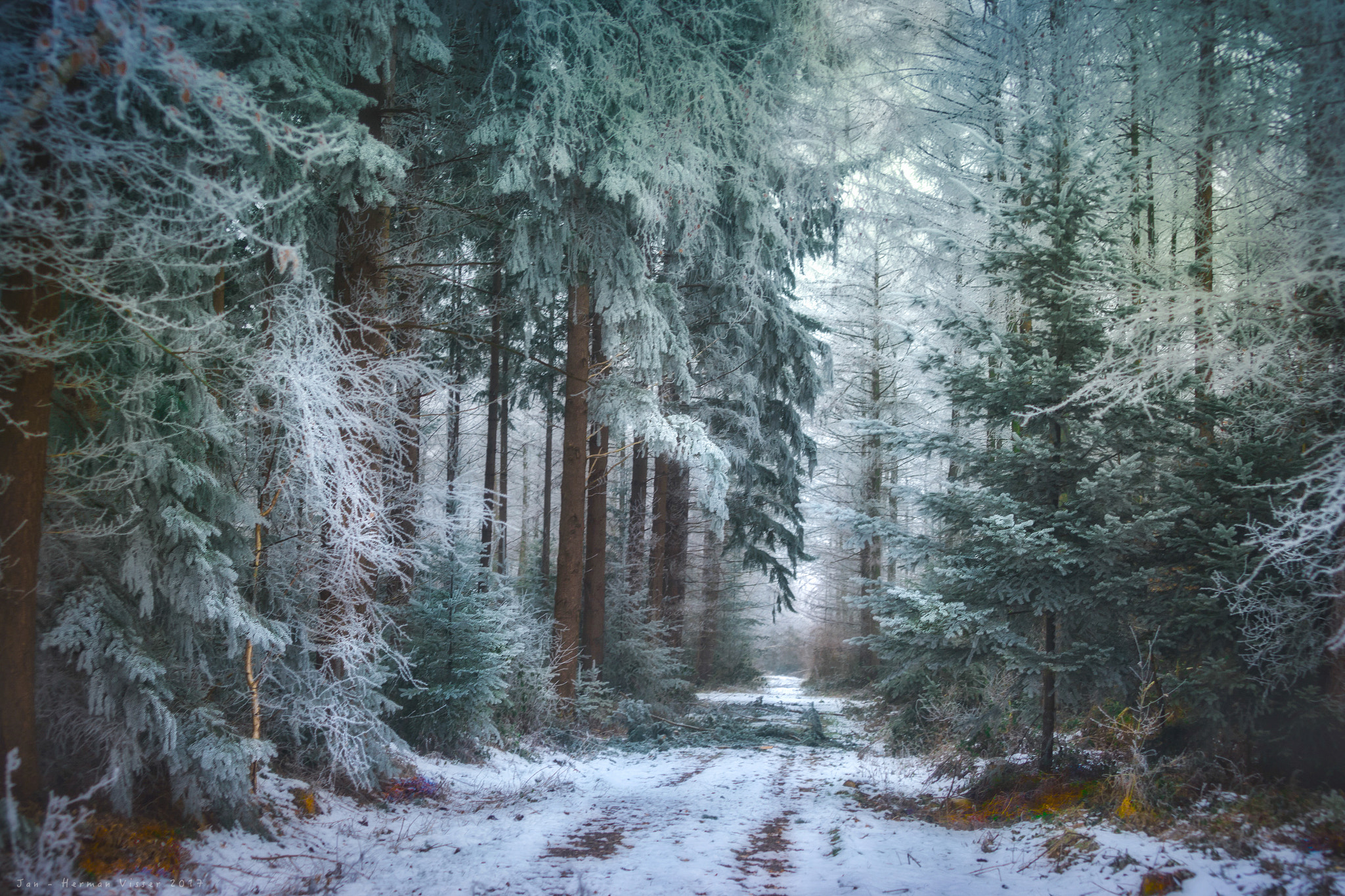 Canon EOS-1Ds Mark II sample photo. Frozen forest photography