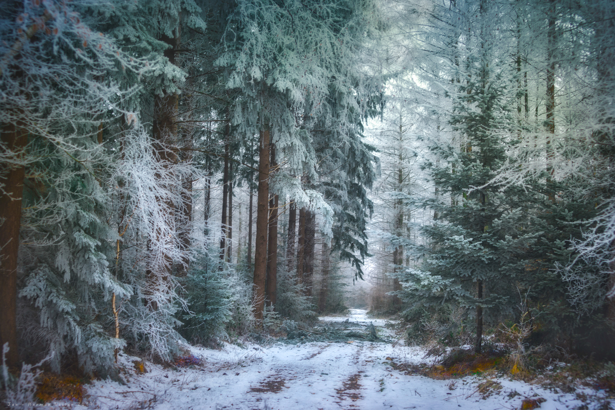 Canon EF 50-200mm f/3.5-4.5 sample photo. Frozen forest photography