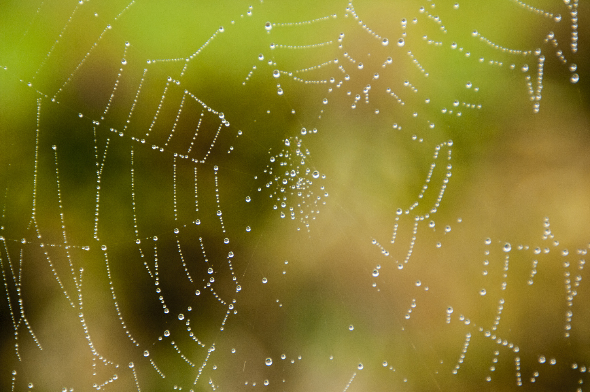 Tamron AF 18-200mm F3.5-6.3 XR Di II LD Aspherical (IF) Macro sample photo. Rugiada mattutina ... perle photography