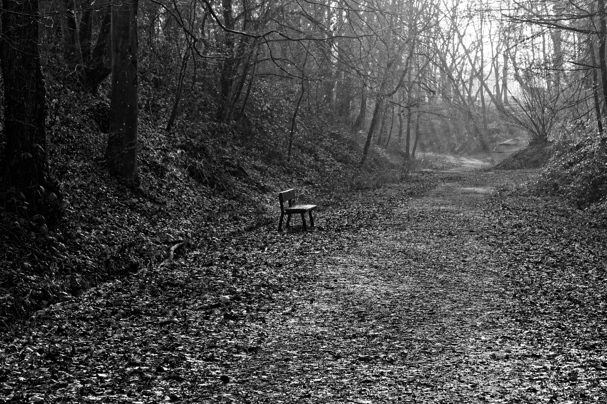 Sigma 17-70mm F2.8-4 DC Macro OS HSM sample photo. Le banc dans la forêt photography
