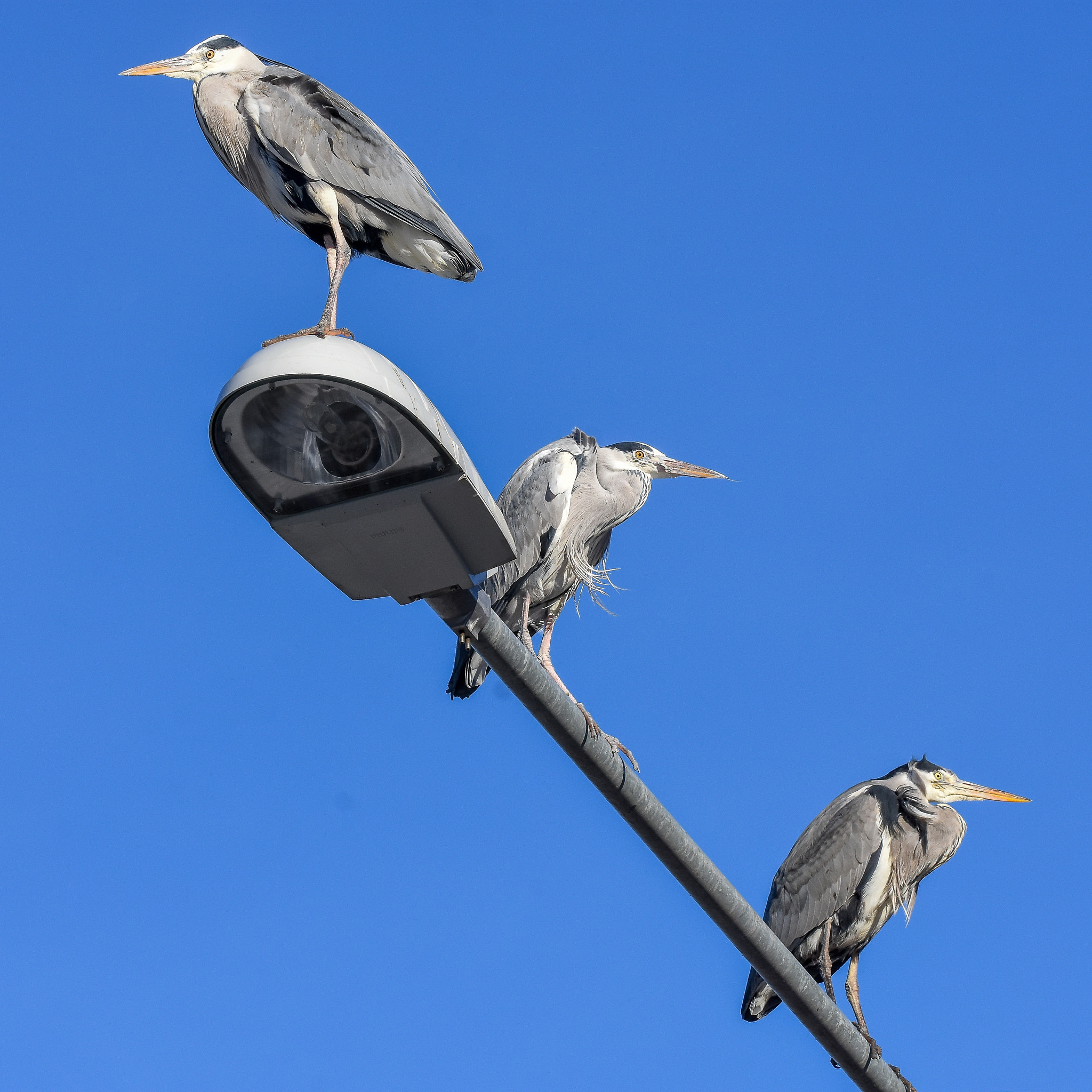 Sigma 150-600mm F5-6.3 DG OS HSM | S sample photo. Resting on the lamp post photography