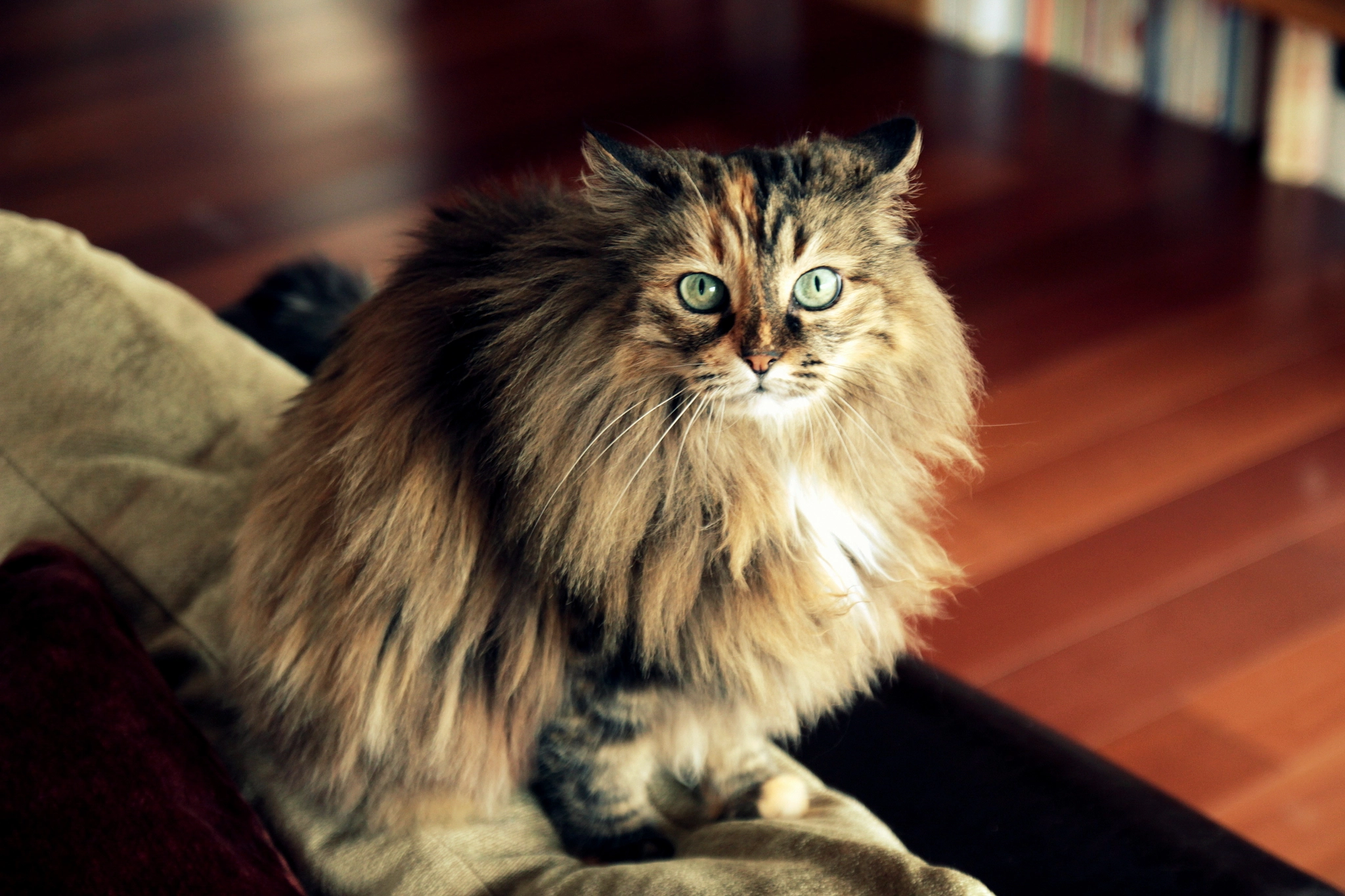 Canon EOS 600D (Rebel EOS T3i / EOS Kiss X5) sample photo. Zaza photography