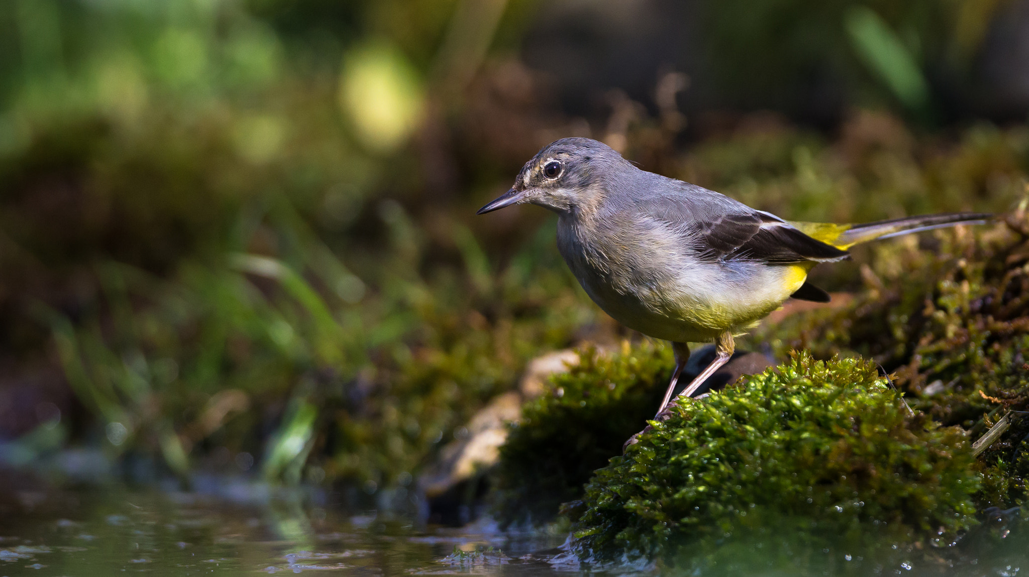 Canon EF 500mm F4L IS USM sample photo. L'ora della bevuta photography