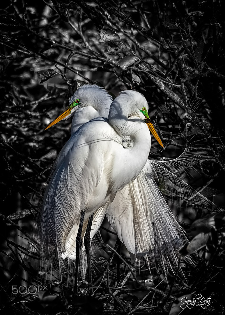 150-600mm F5-6.3 DG OS HSM | Contemporary 015 sample photo. Two egrets photography