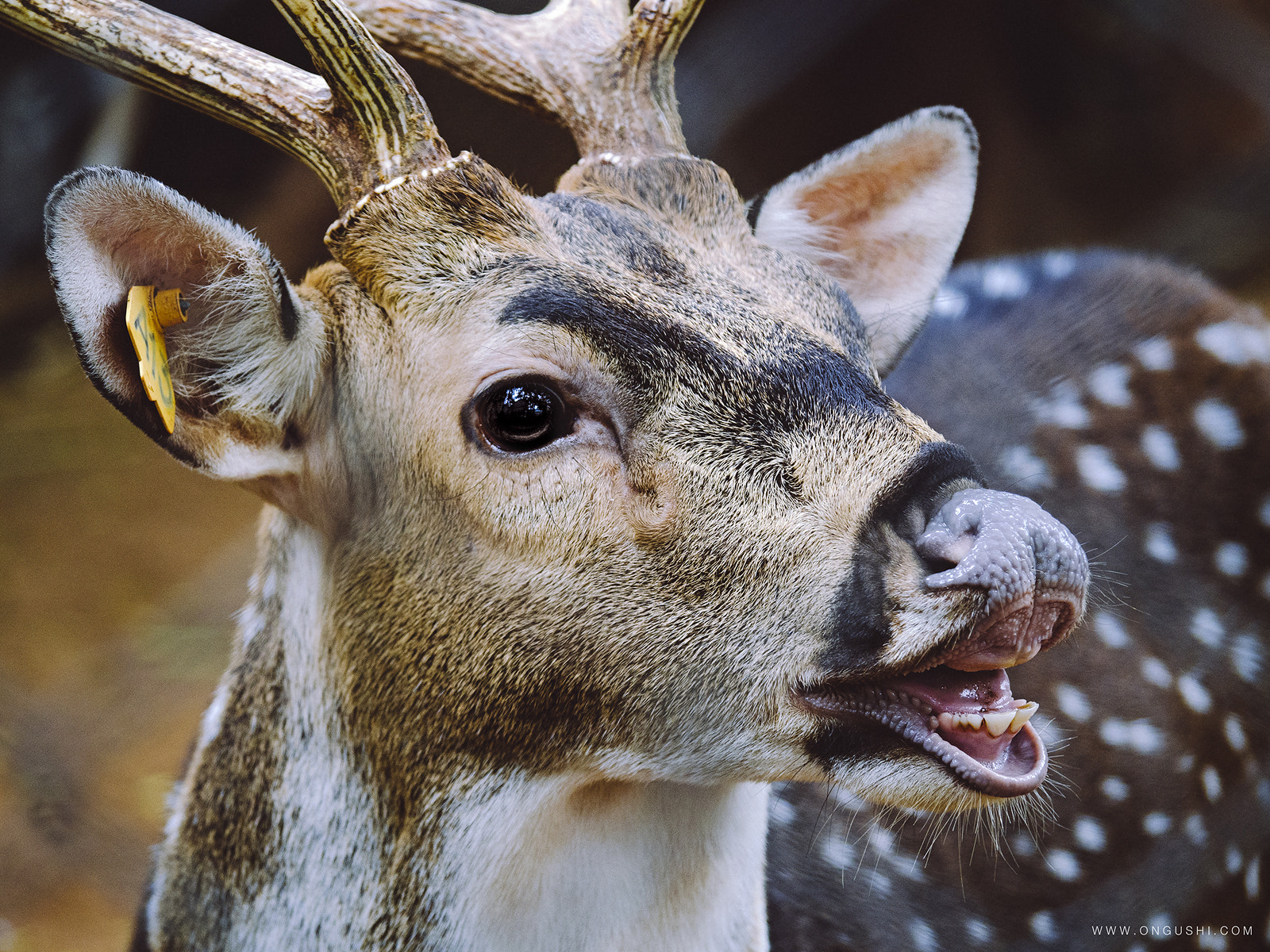 Olympus OM-D E-M10 II sample photo. My finder 98: a toothy smile photography