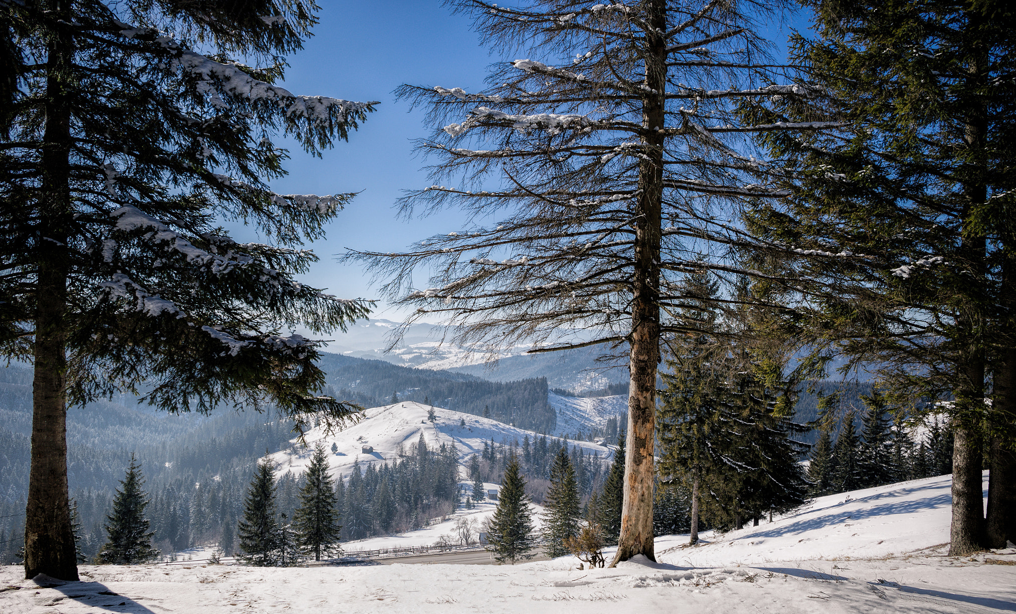 Canon EOS 6D + Canon EF 24mm F2.8 sample photo. Among the trees photography