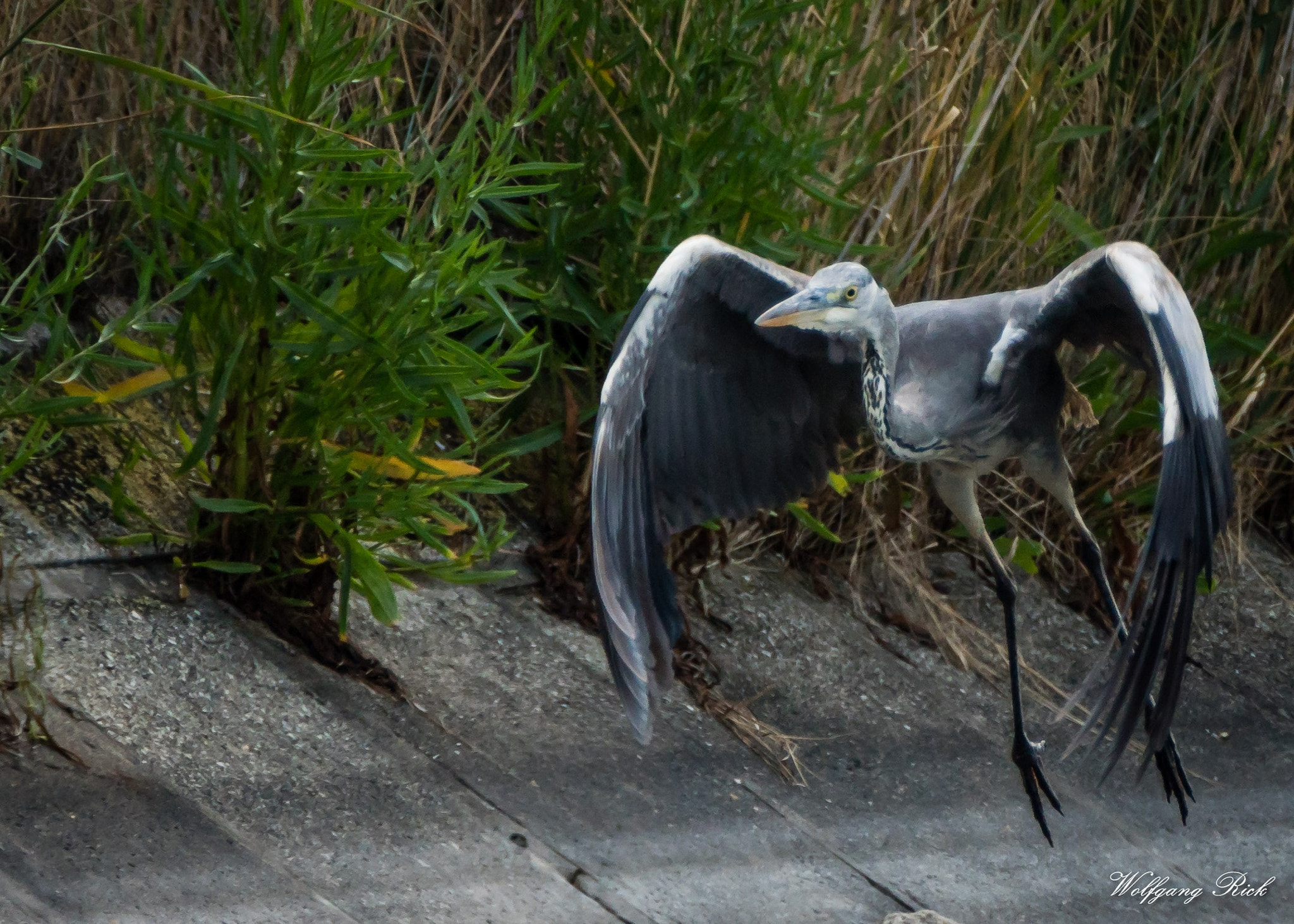 Tamron SP 150-600mm F5-6.3 Di VC USD sample photo. Starting heron photography