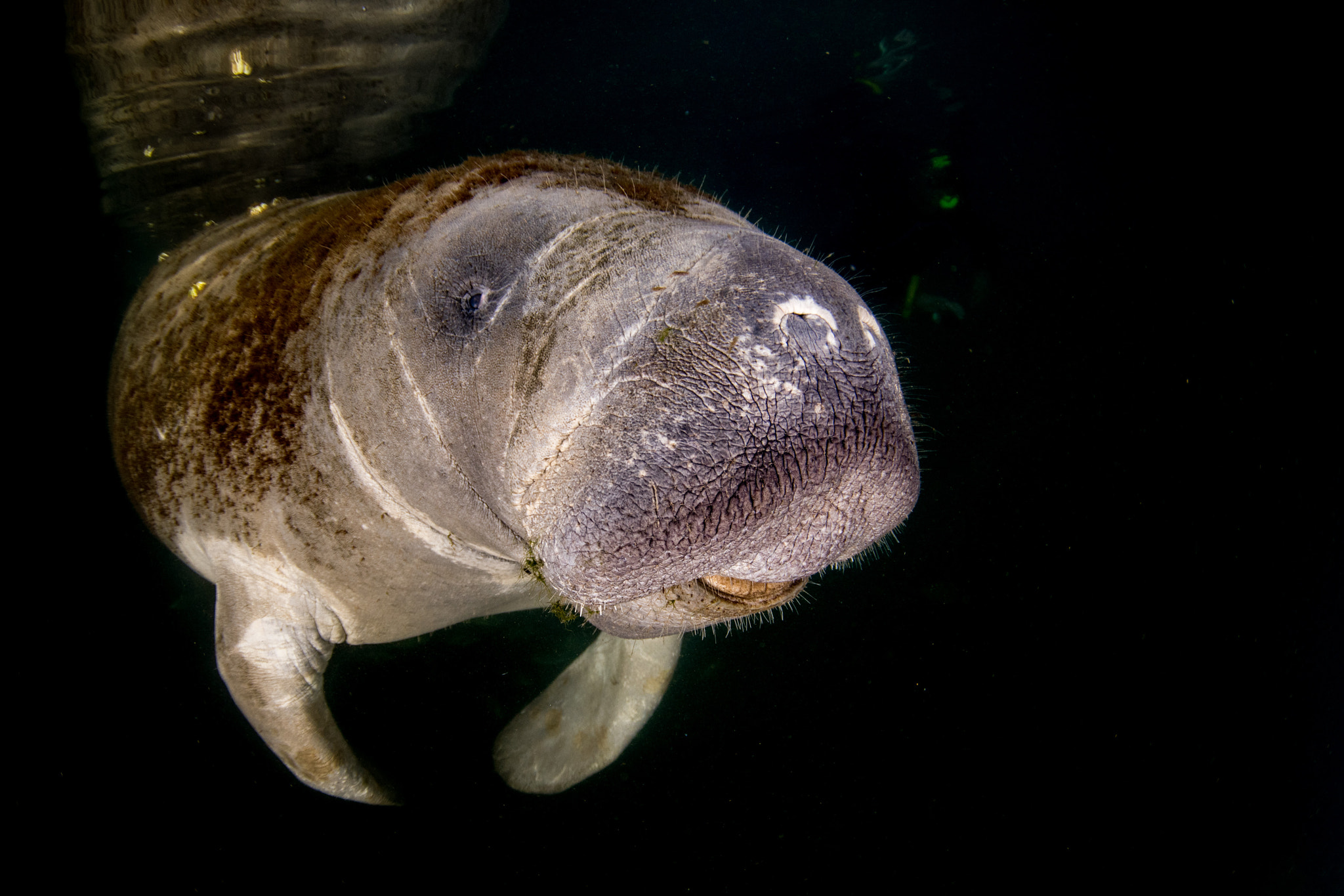 Tokina AT-X 10-17mm F3.5-4.5 DX Fisheye sample photo. Hairy smile photography