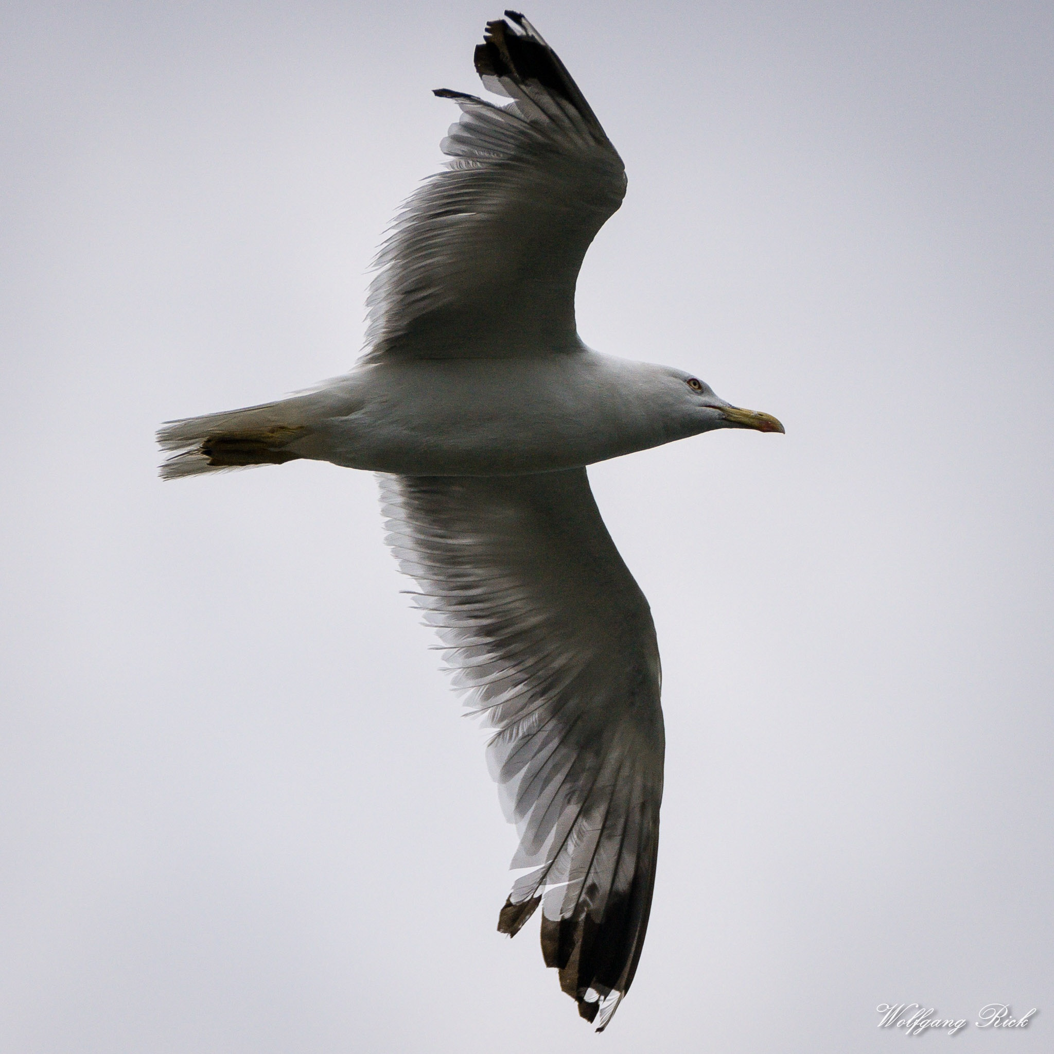 Sony ILCA-77M2 + Tamron SP 150-600mm F5-6.3 Di VC USD sample photo. Flying photography