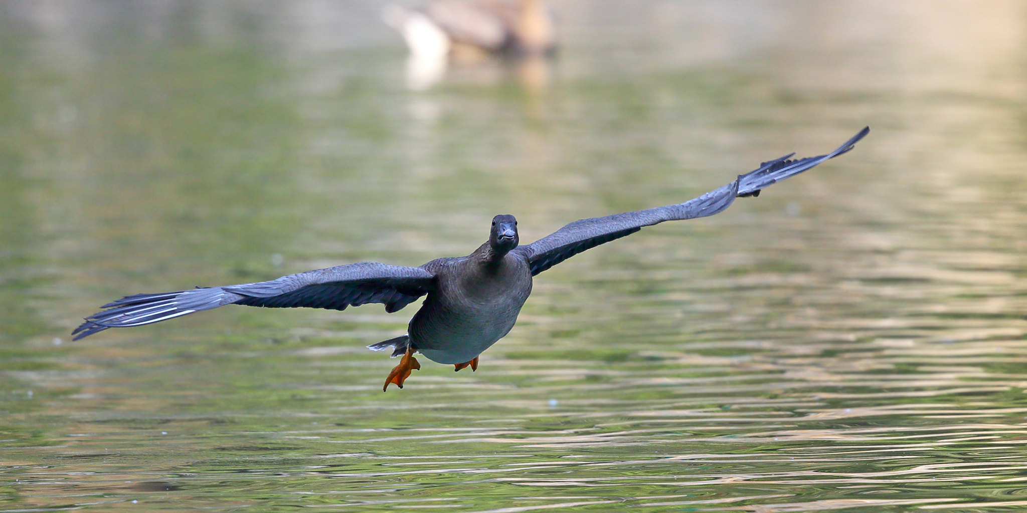 Canon EF 300mm F2.8L IS II USM sample photo. Anser fabalis photography