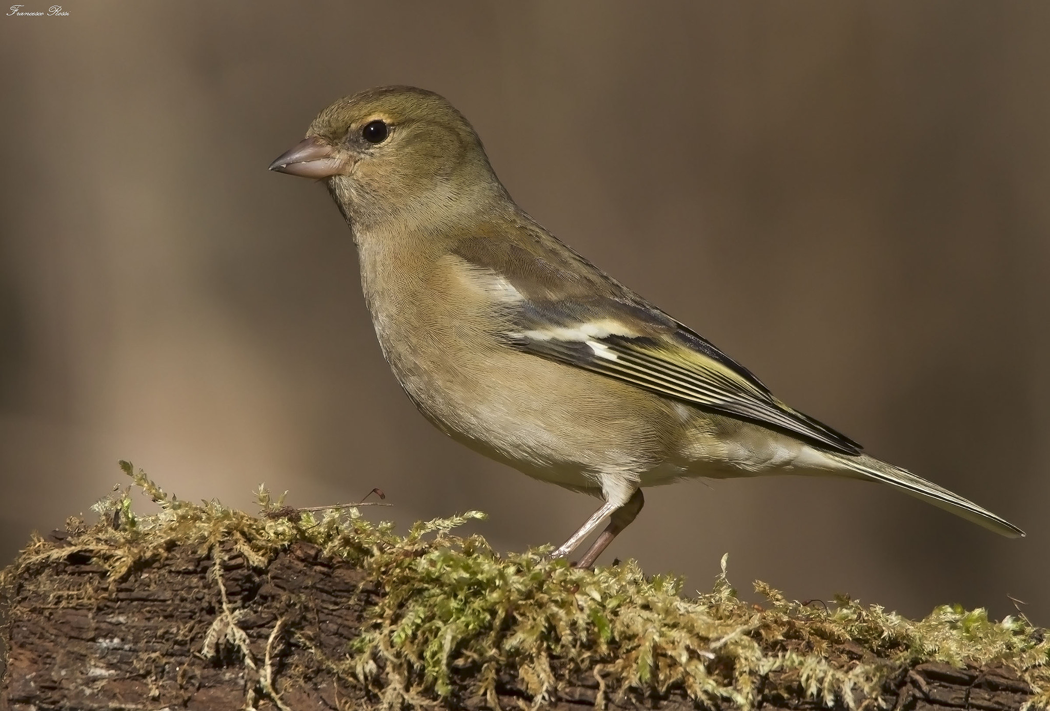Sigma 150-500mm F5-6.3 DG OS HSM sample photo. Chaffinch, fringuello  photography