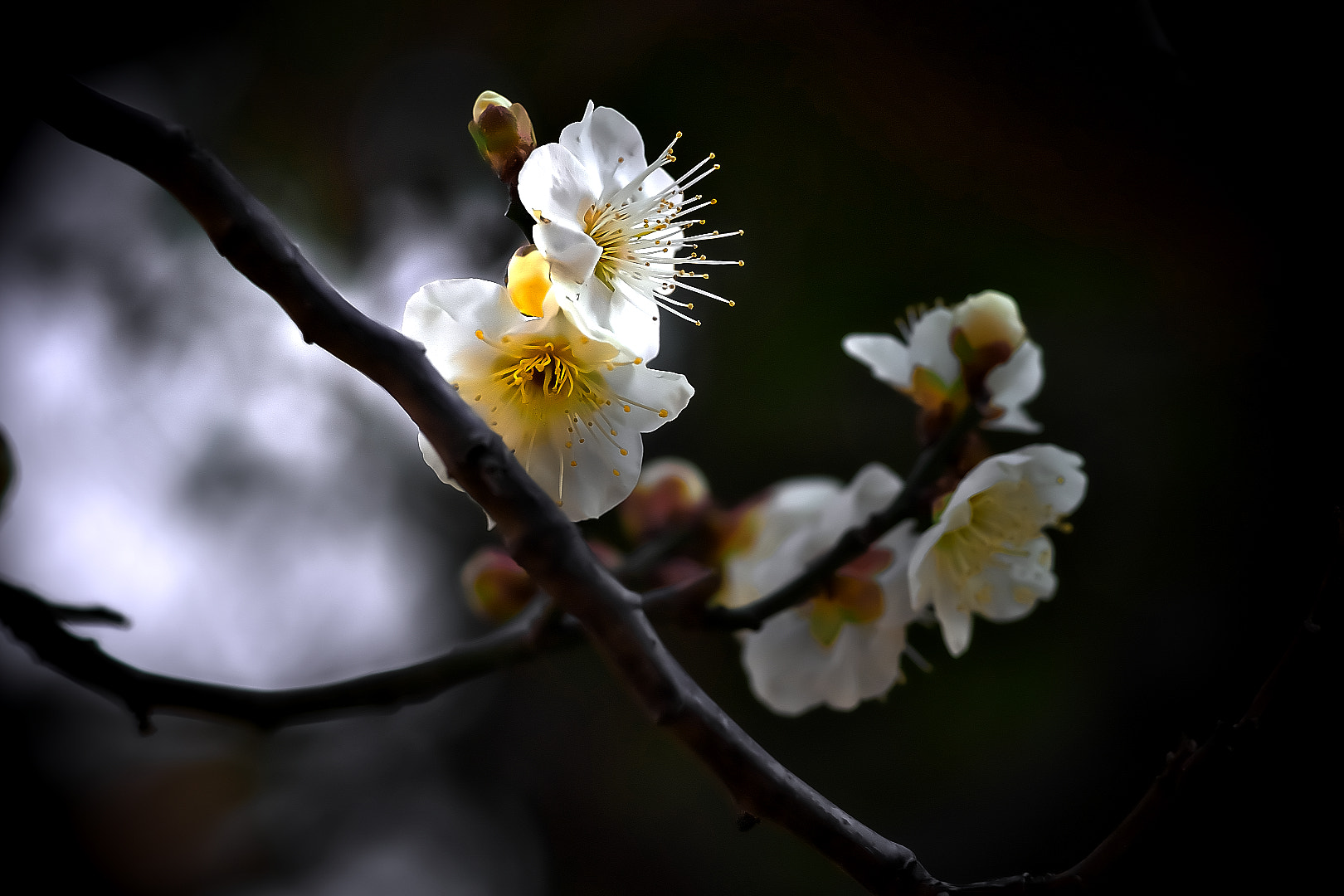 Sony a7 + 135mm F2.8[T4.5] STF sample photo. White plum photography