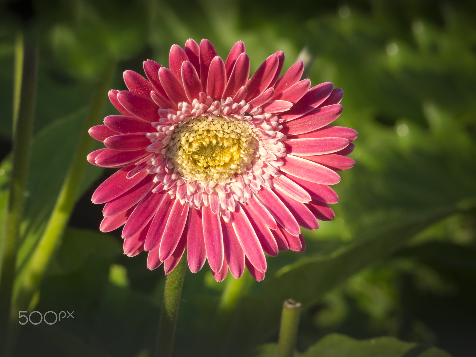 Olympus OM-D E-M1 sample photo. Gerbera flower in bloom photography