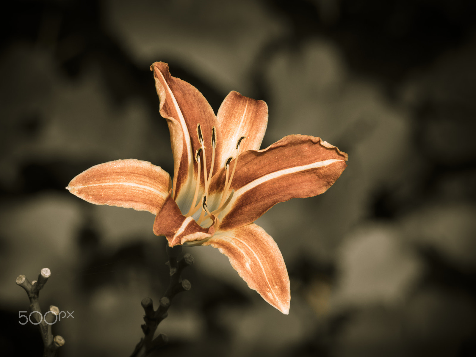 Olympus OM-D E-M1 sample photo. Asian lily flower in bloom photography