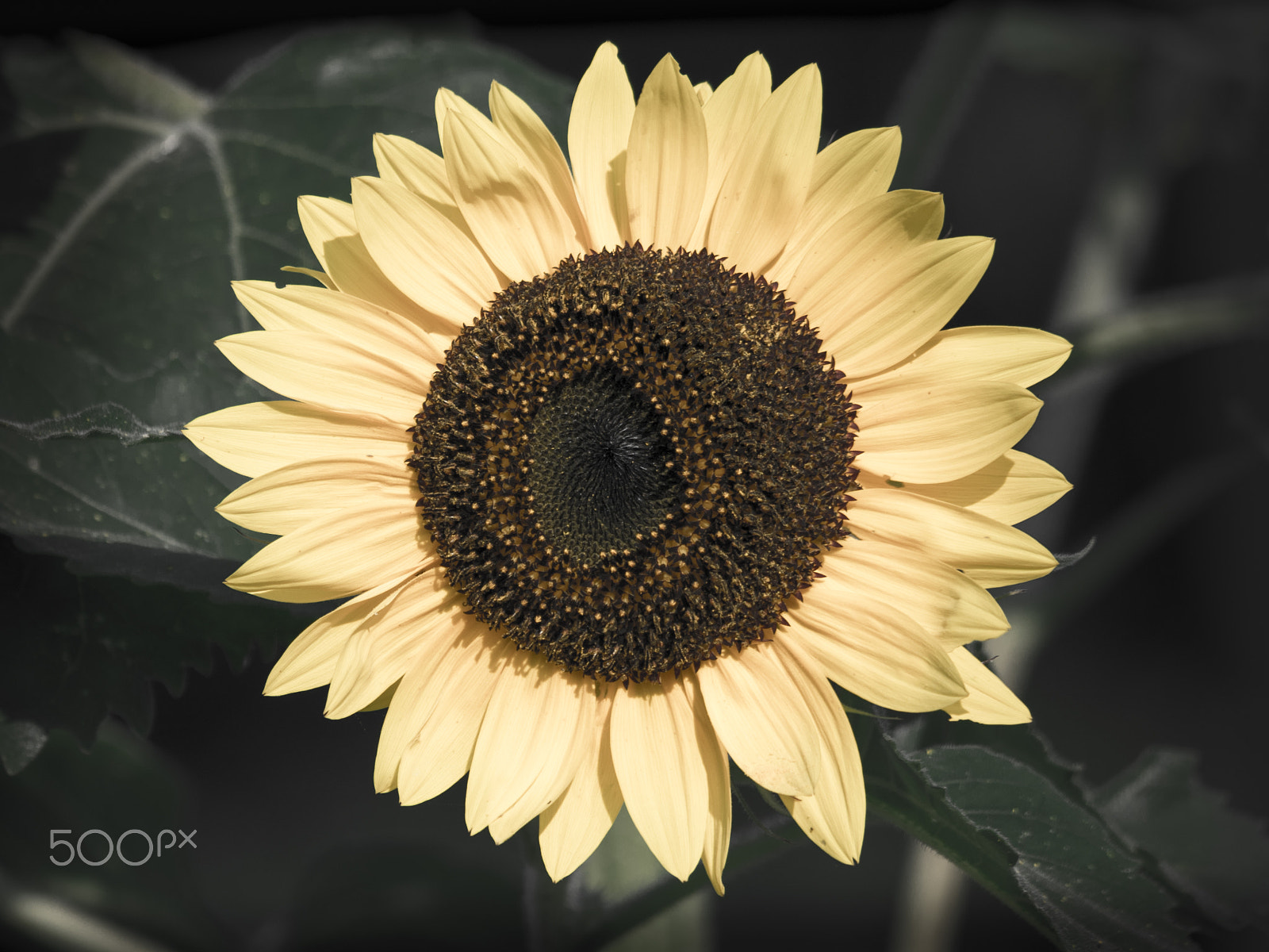 Olympus OM-D E-M1 sample photo. Sunflower in bloom photography
