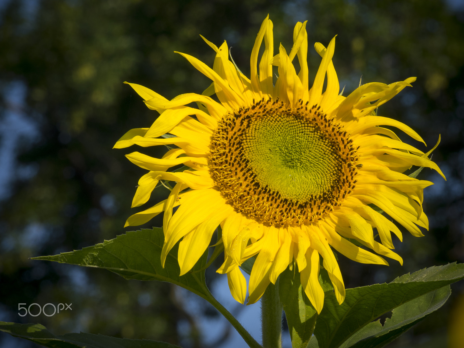 Olympus OM-D E-M1 + Panasonic Lumix G Vario 100-300mm F4-5.6 OIS sample photo. Sunflower in bloom photography