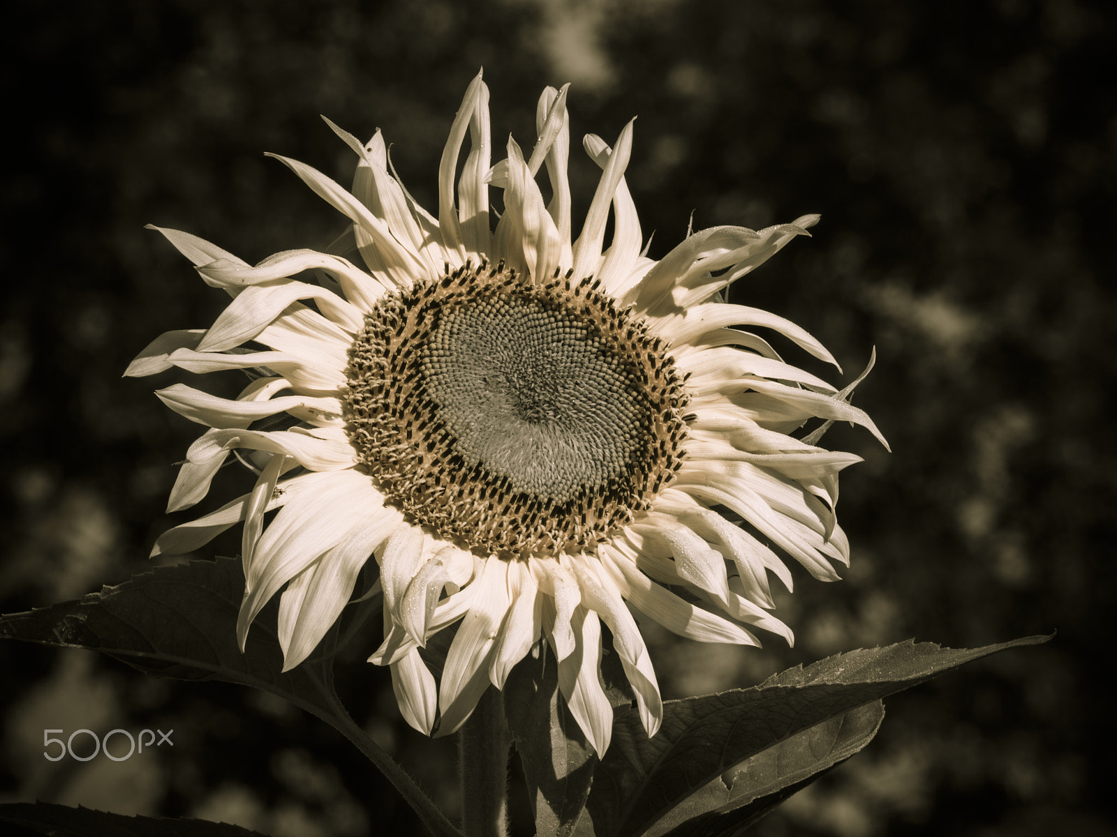 Olympus OM-D E-M1 + Panasonic Lumix G Vario 100-300mm F4-5.6 OIS sample photo. Sunflower in bloom photography