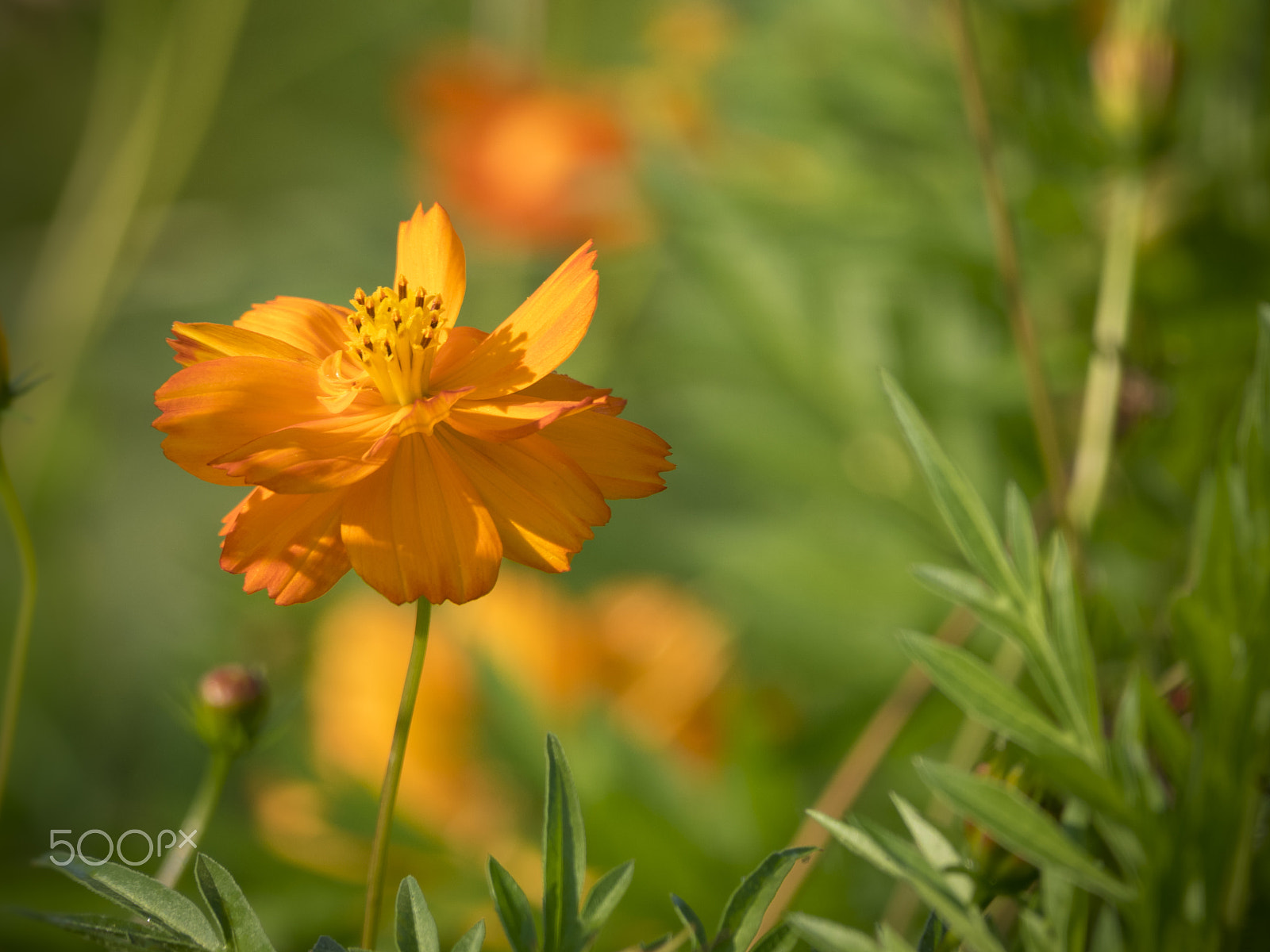 Olympus OM-D E-M1 sample photo. Cosmos sulphureus flower in bloom photography