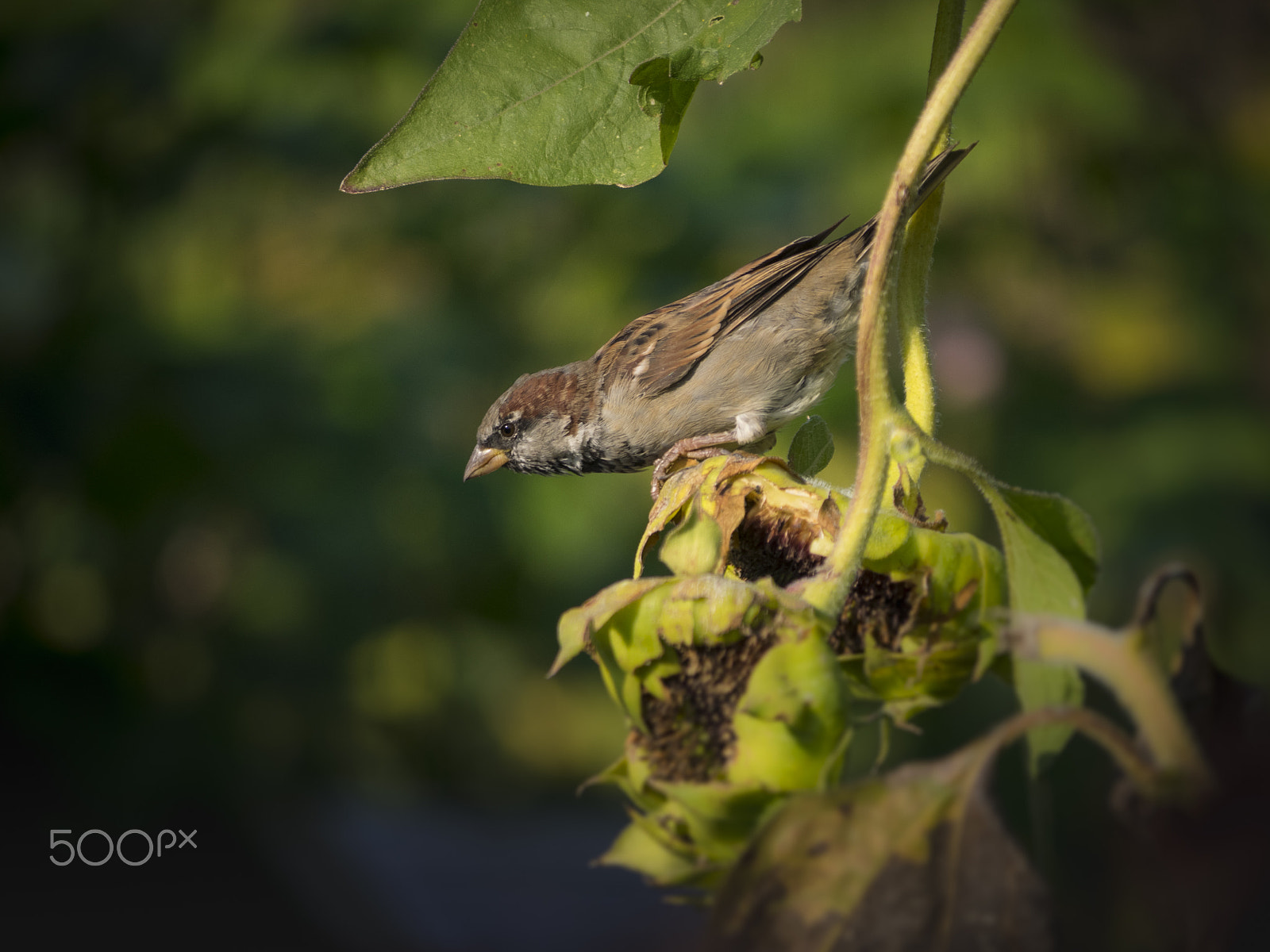Olympus OM-D E-M1 sample photo. Sparrow bird on a tree photography