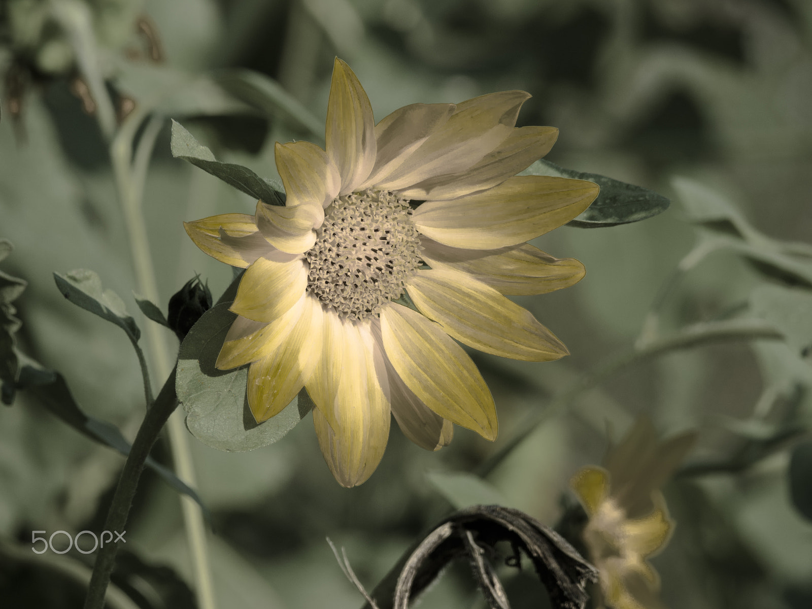 Olympus OM-D E-M1 sample photo. Flower in bloom photography