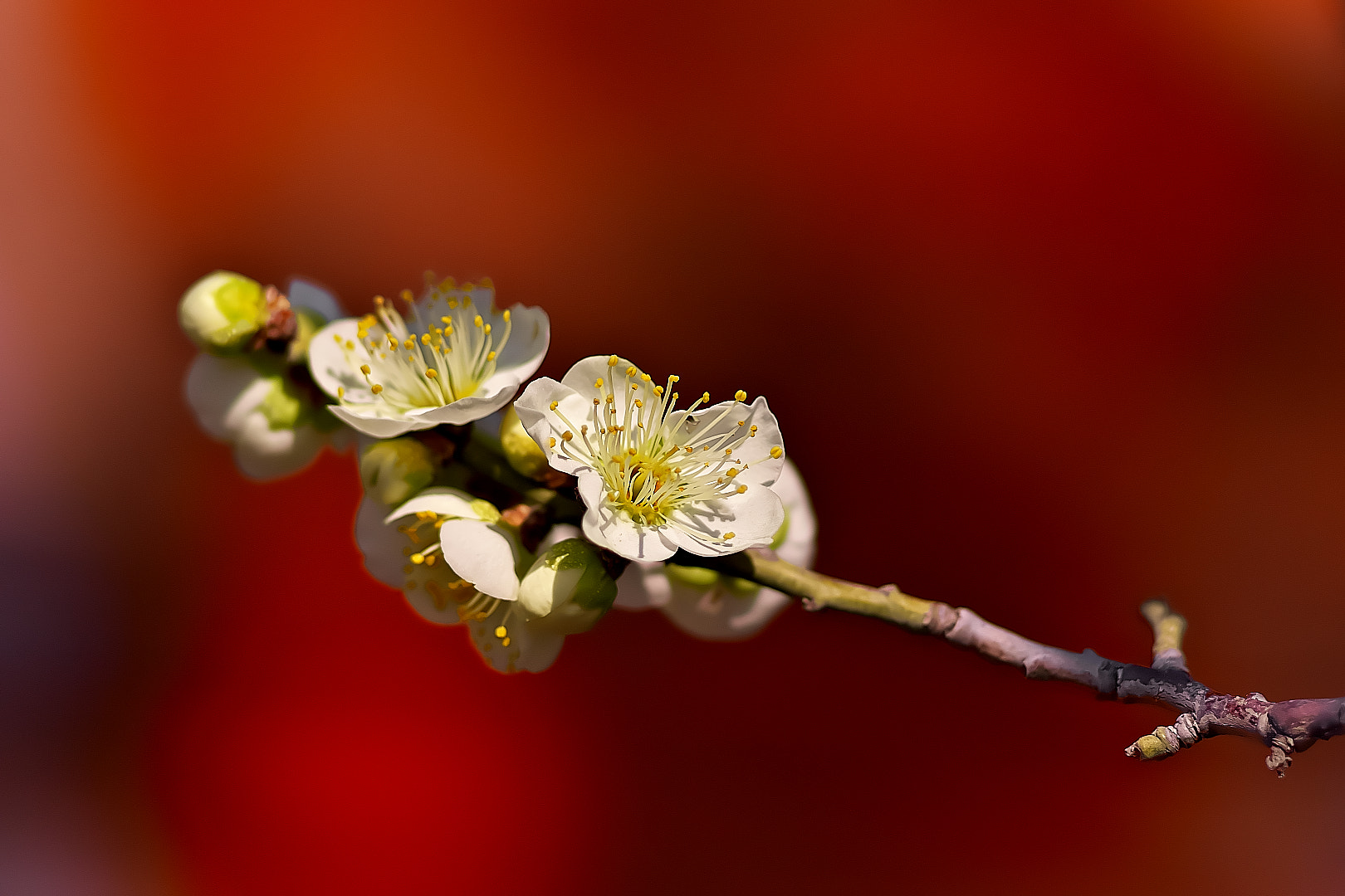 135mm F2.8[T4.5] STF sample photo. Plum・・梅 photography