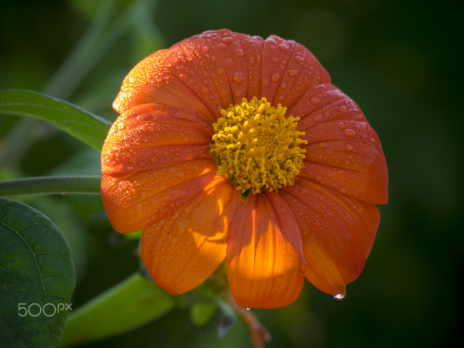 Olympus OM-D E-M1 sample photo. Mexican sunflower in bloom photography