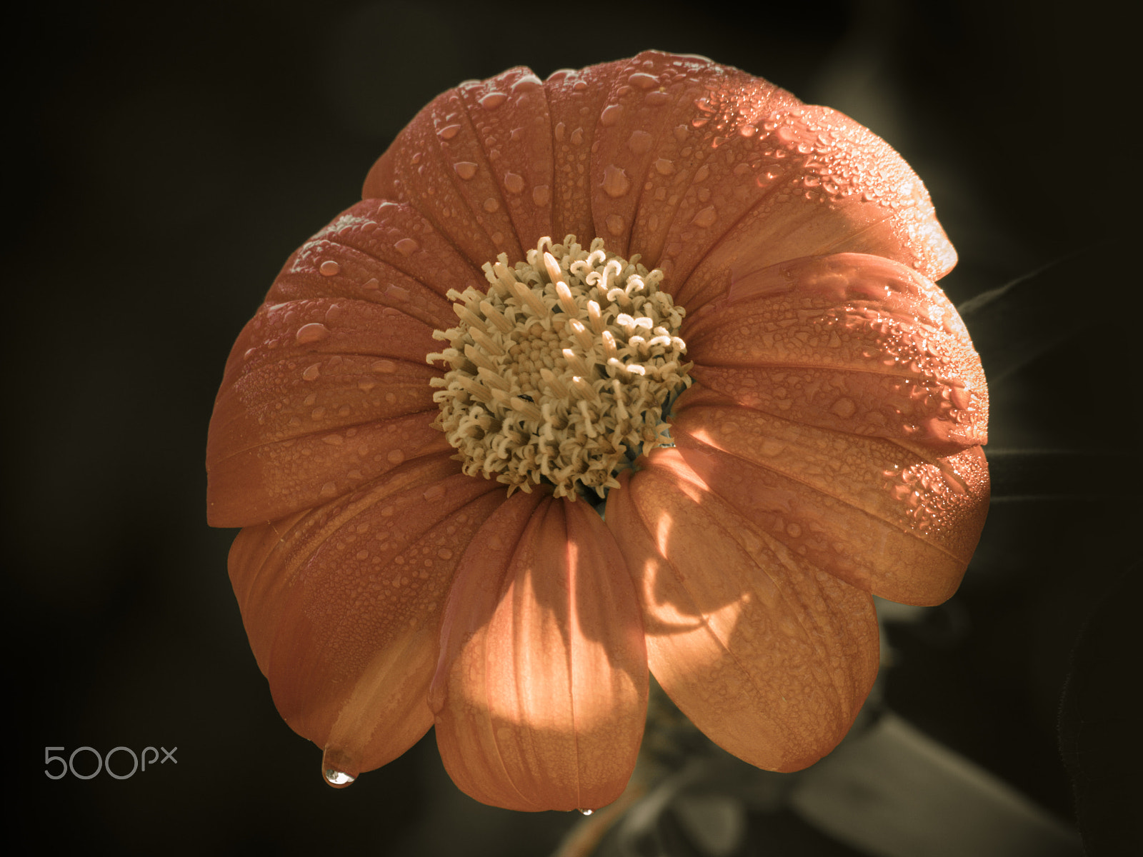 Olympus OM-D E-M1 sample photo. Mexican sunflower in bloom photography