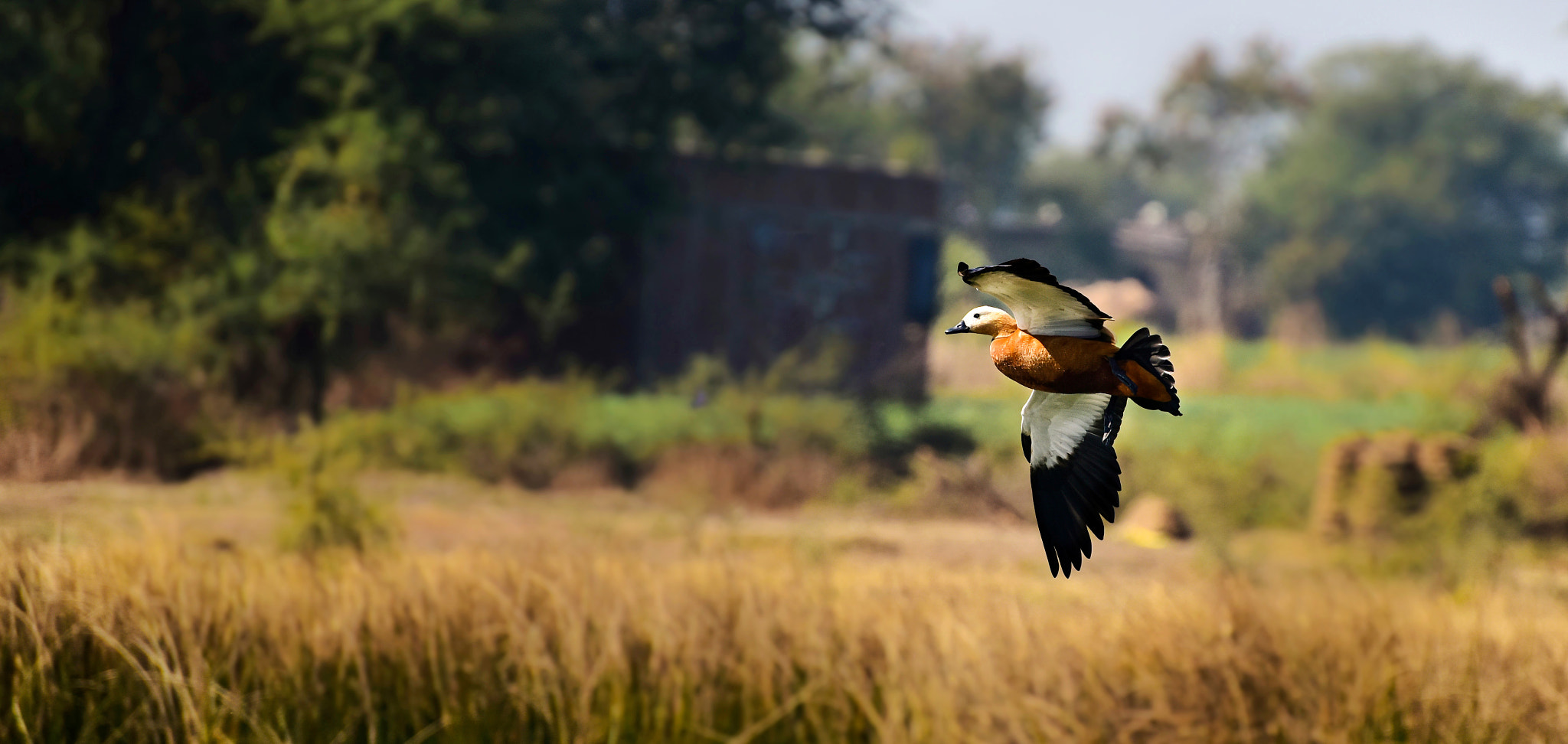 Nikon D810 sample photo. Fly under fly over, jus reached your desired destination photography