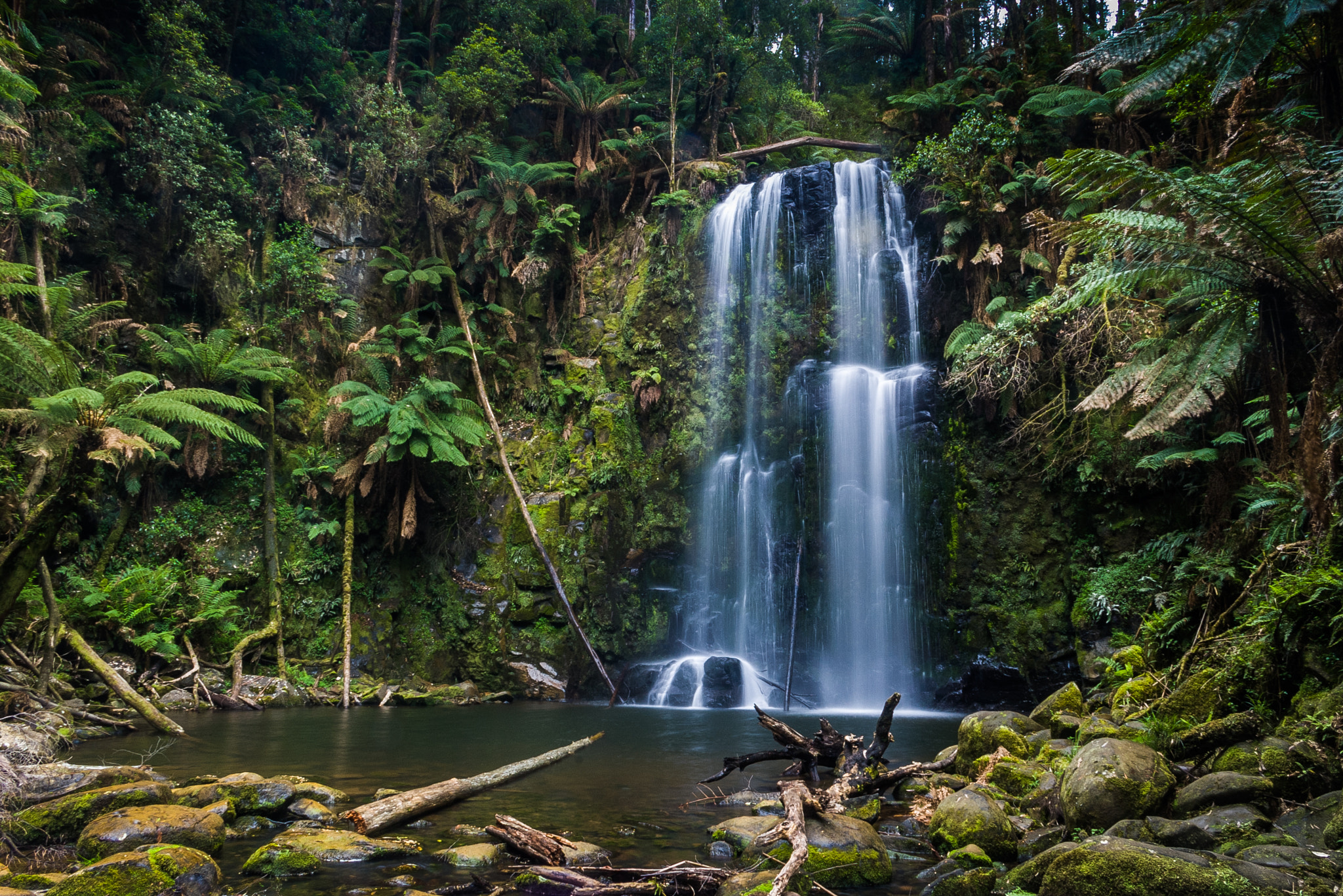 Pentax *ist DS sample photo. Down in the valley in the otways photography