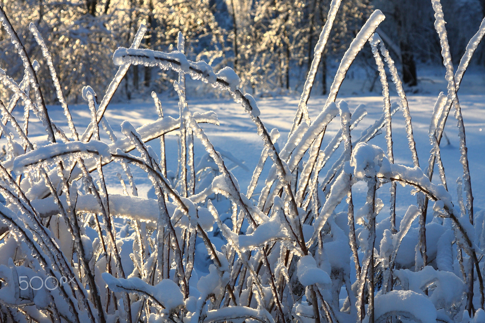 Canon EF 24-105mm F4L IS USM sample photo. () photography