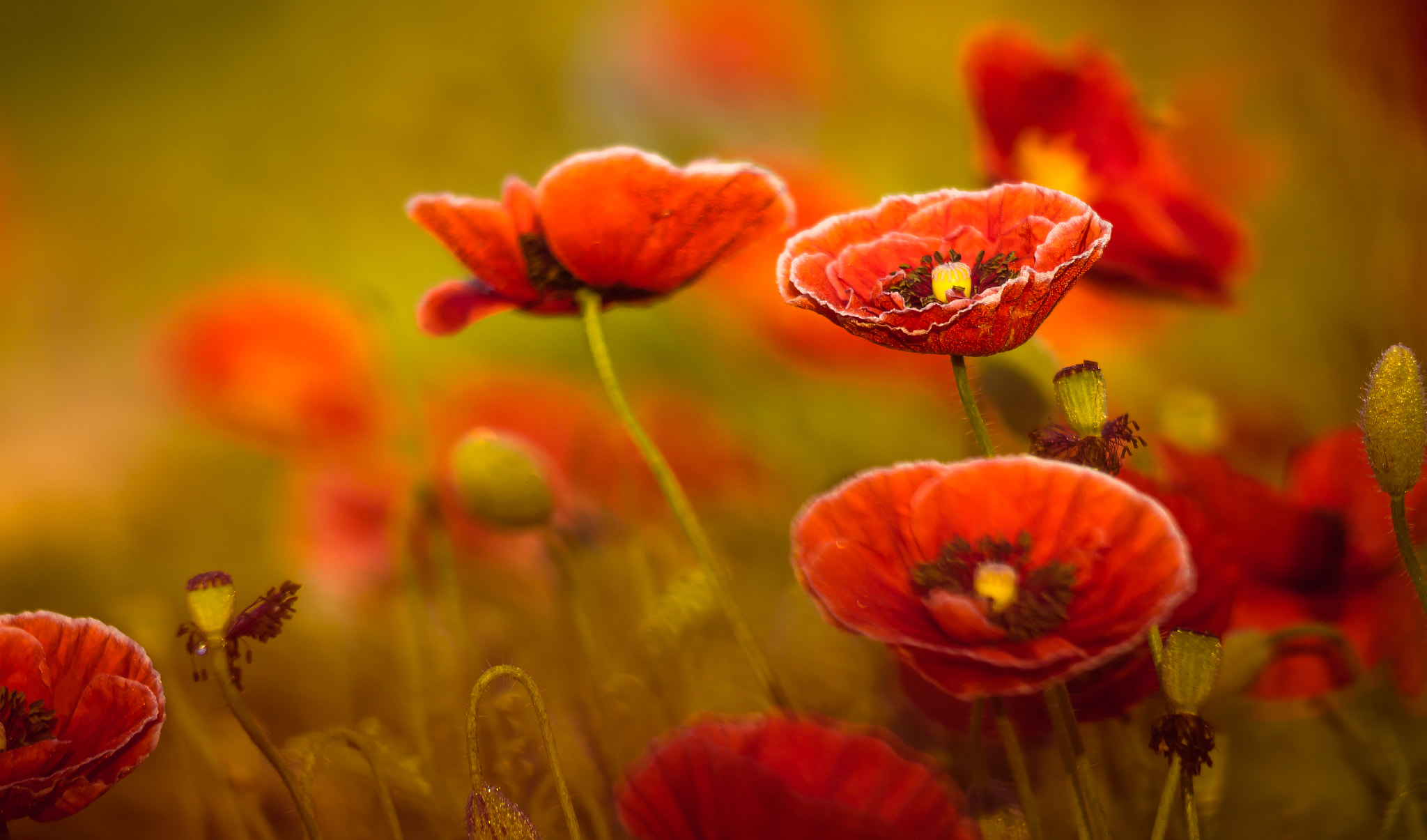 Canon EOS 60D + Canon EF 200mm F2.8L II USM sample photo. Anemones.... photography