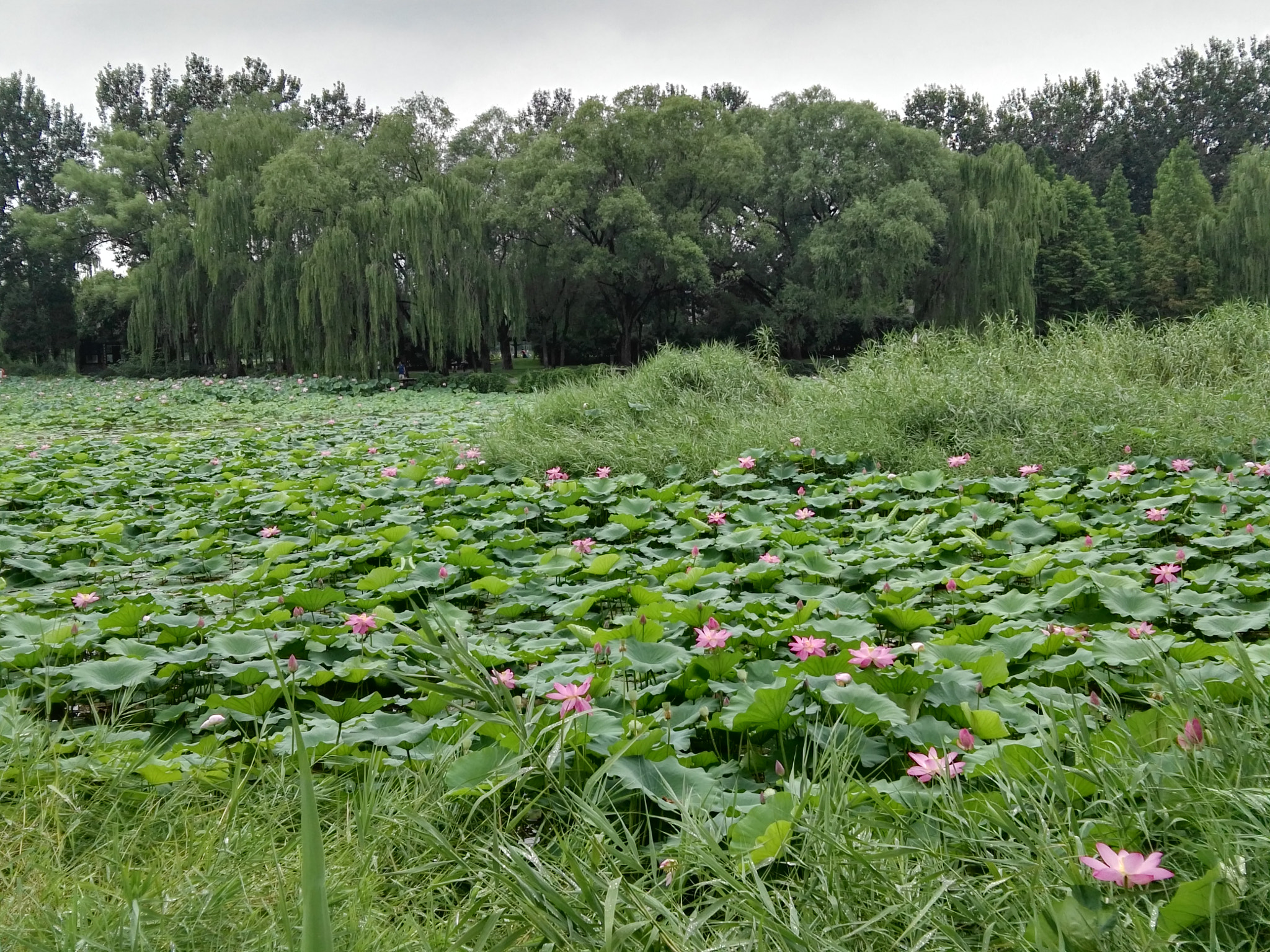 HUAWEI G7 PLUS sample photo. Lotus pond photography