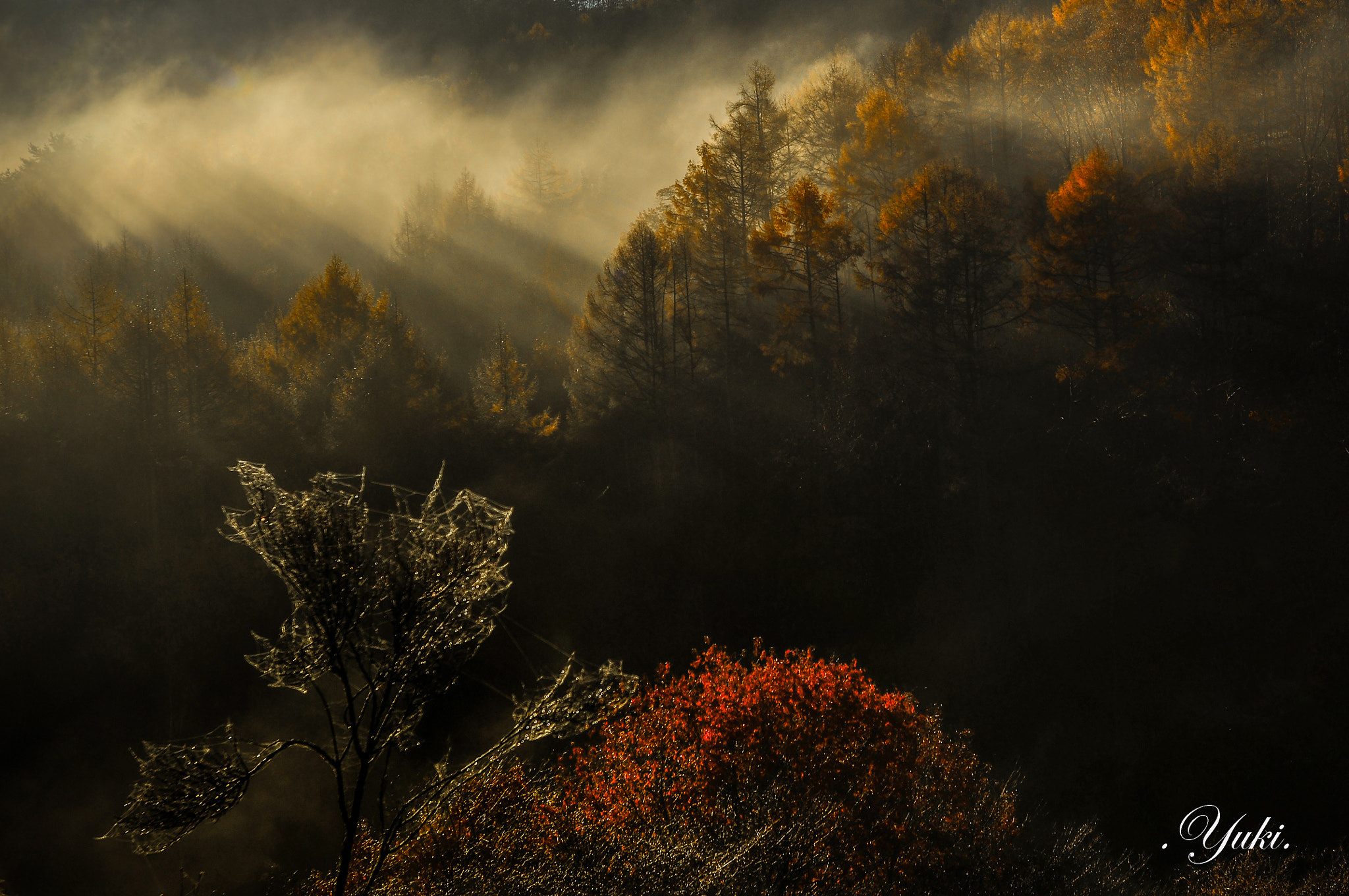 Nikon D300 + Nikon AF-S Nikkor 17-35mm F2.8D ED-IF sample photo. 朝の日差しⅤ photography