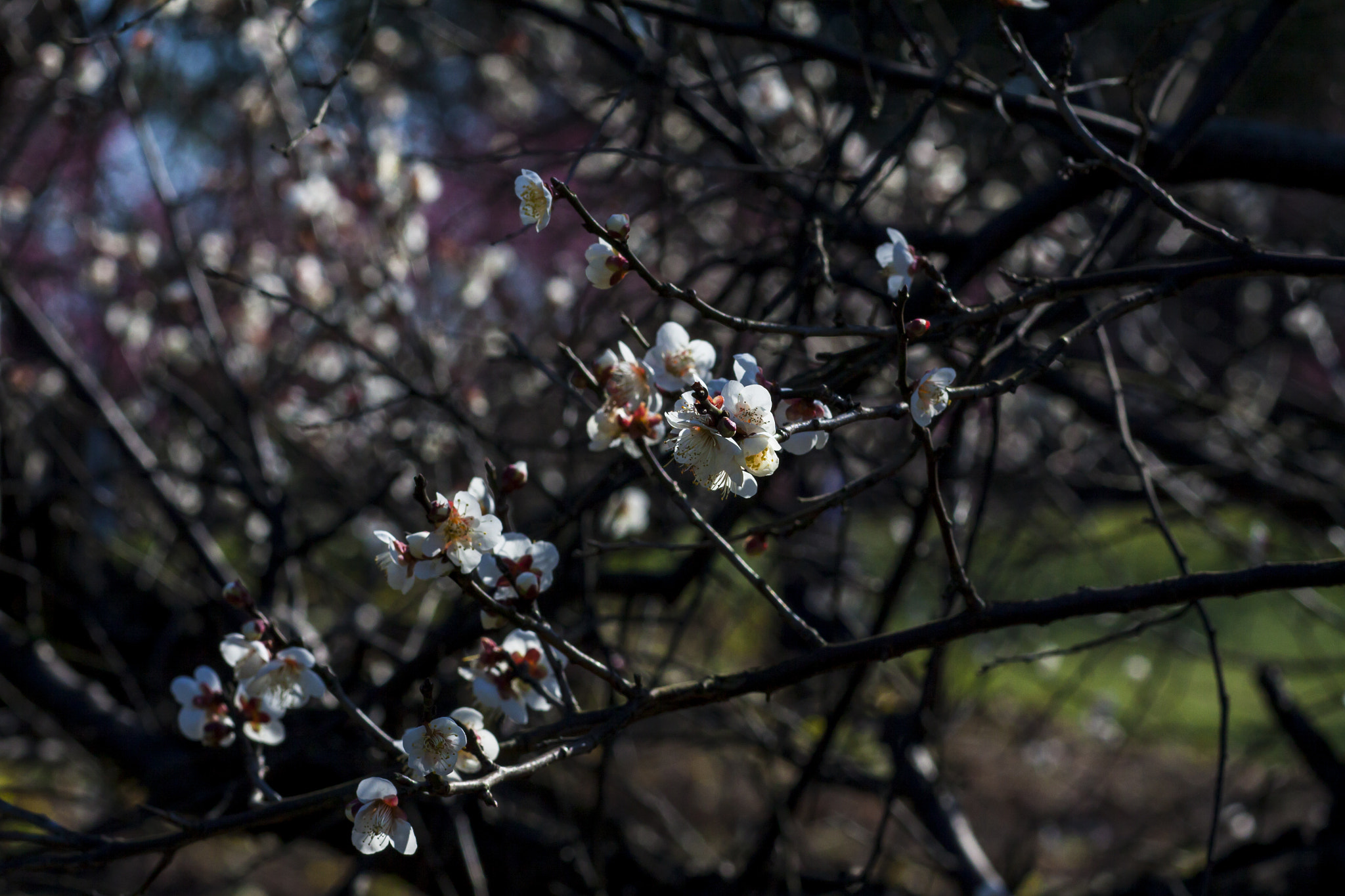 Canon EOS 50D + Canon EF 85mm F1.8 USM sample photo. Darkly sweet scent and sparse branch lines photography