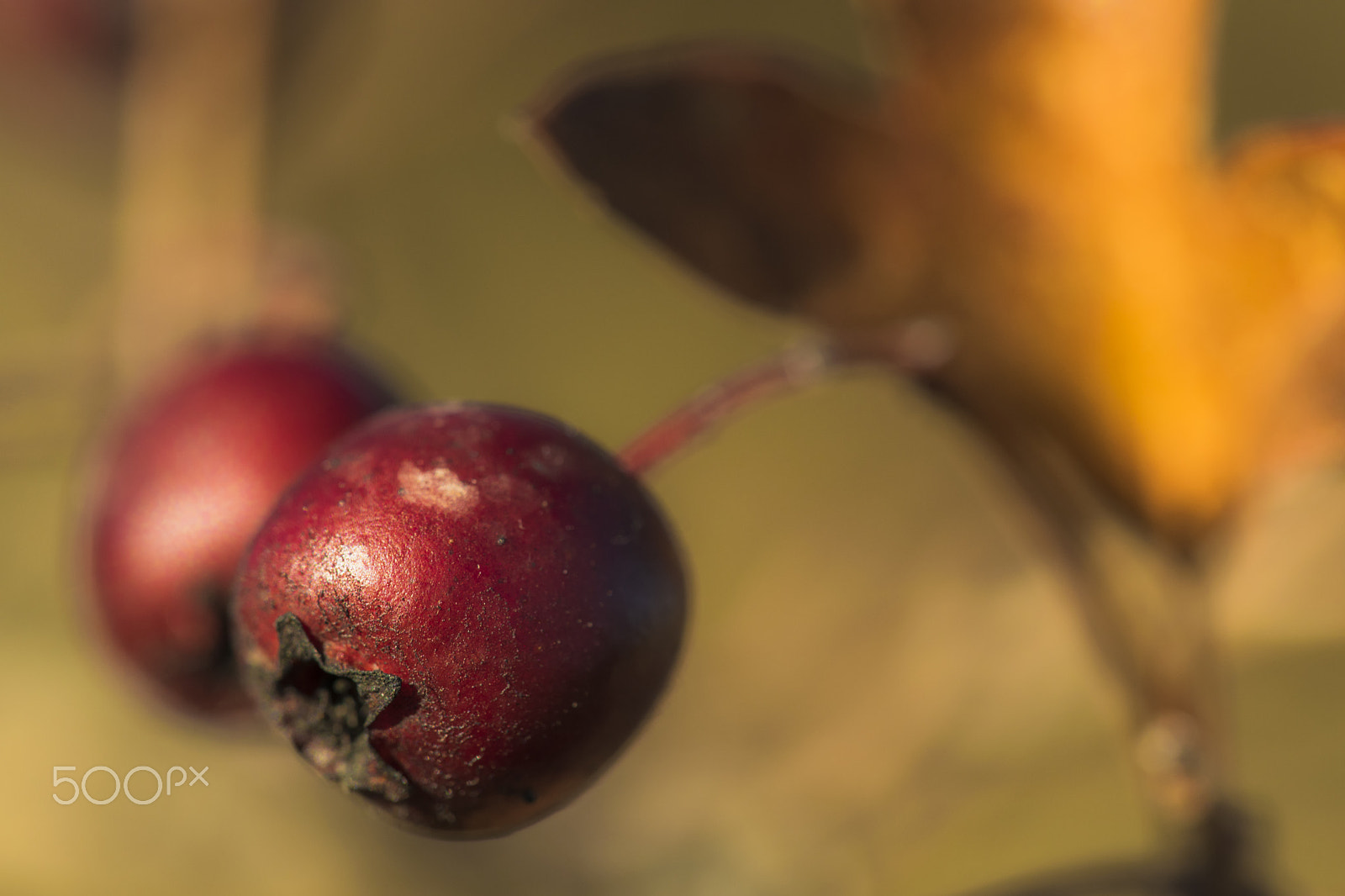 Sigma 150mm F2.8 EX DG Macro HSM sample photo. Close berry photography