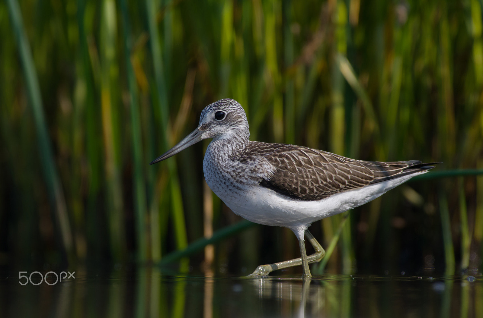 Pentax smc DA* 300mm F4.0 ED (IF) SDM sample photo. Shallow water hunt photography