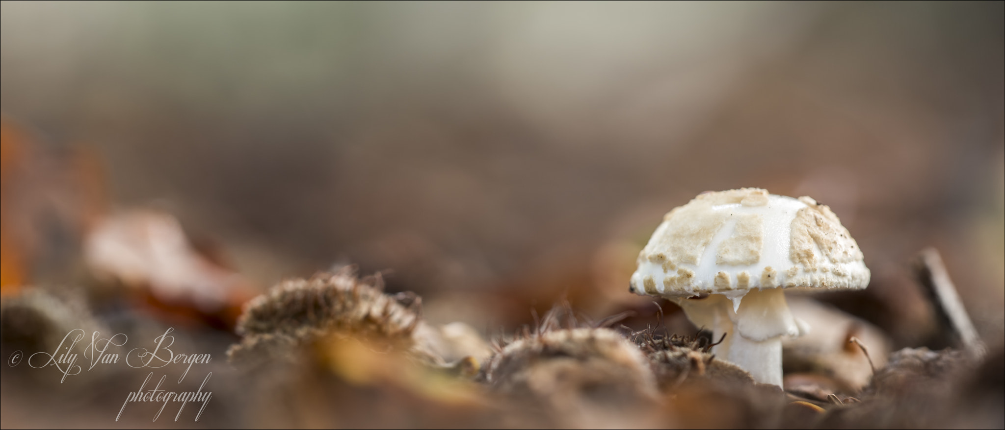 Sigma 150mm F2.8 EX DG Macro HSM sample photo. Autumn atmosphere photography