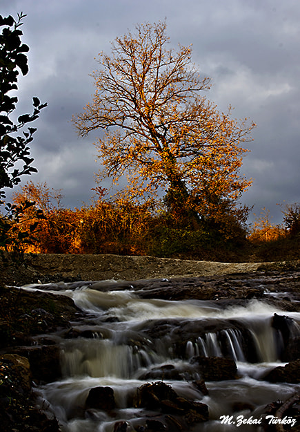 Canon EF 28-135mm F3.5-5.6 IS USM sample photo. Ağaçtaki günbeş photography