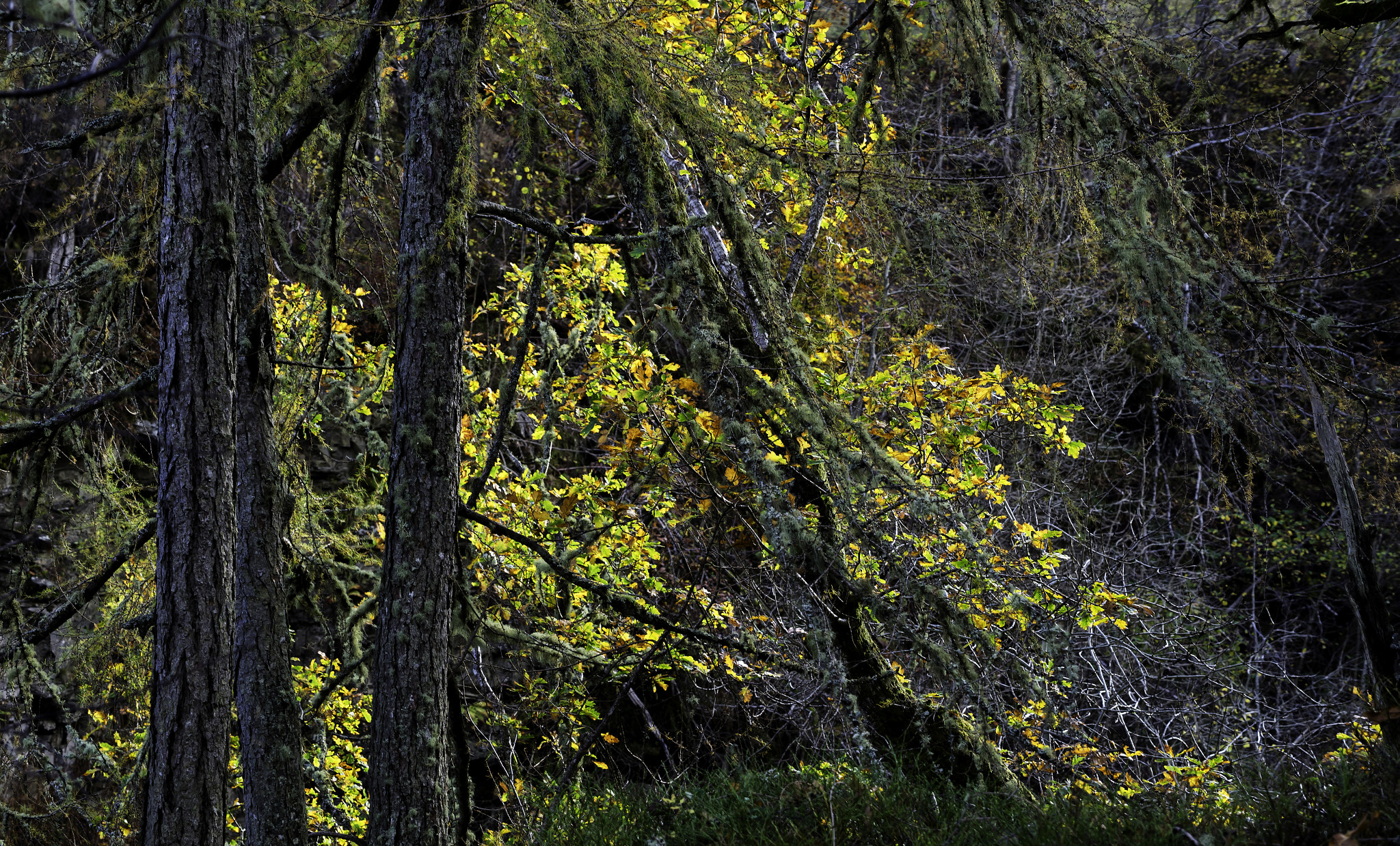 Sony a7 + Sony Vario Tessar T* FE 24-70mm F4 ZA OSS sample photo. Fiery colours... photography