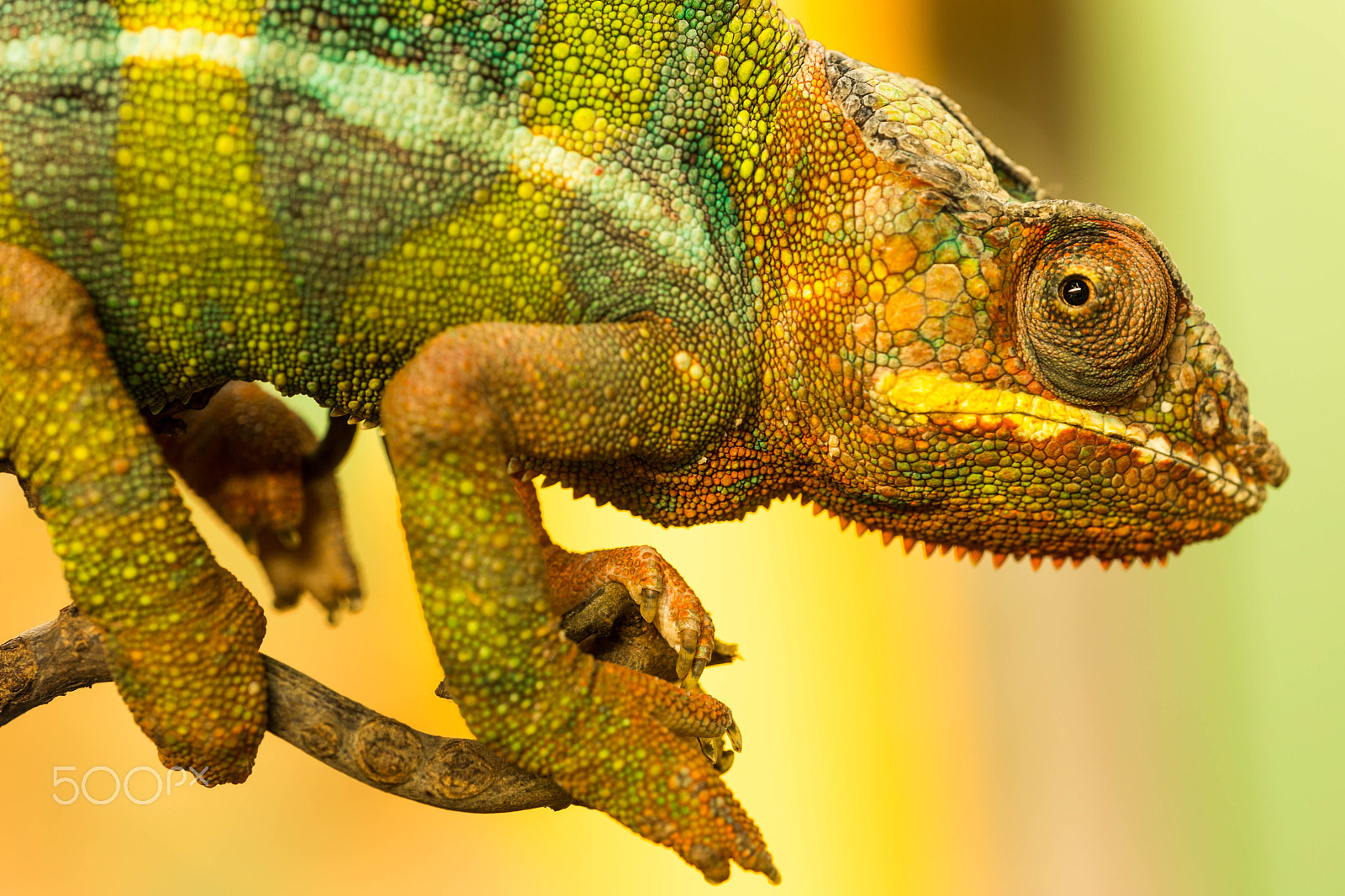 Canon EF 180mm F3.5L Macro USM sample photo. Pantherchamäleon (furcifer pardalis) photography
