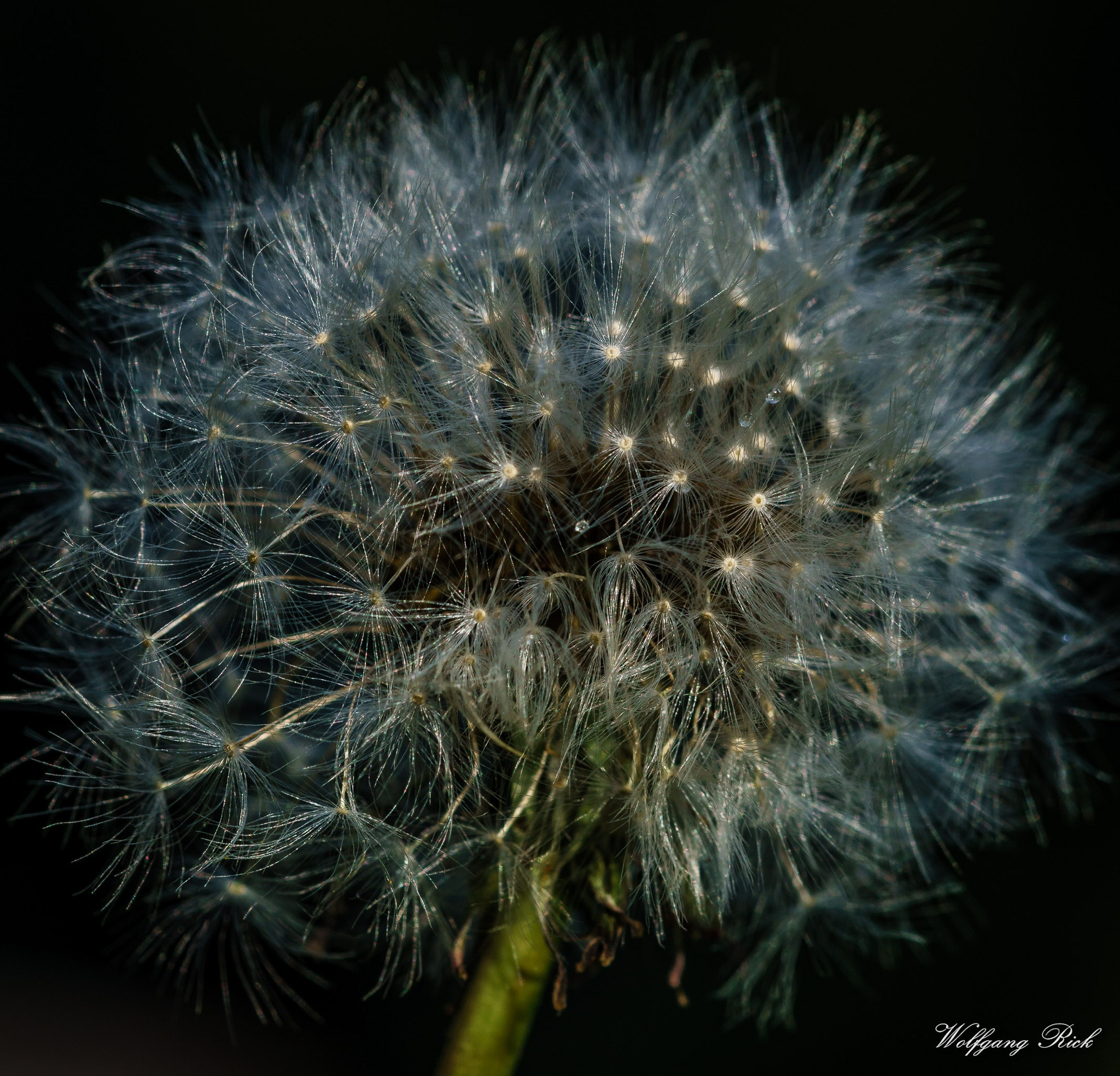 Sony ILCA-77M2 + Minolta AF 100mm F2.8 Macro [New] sample photo. No wind photography