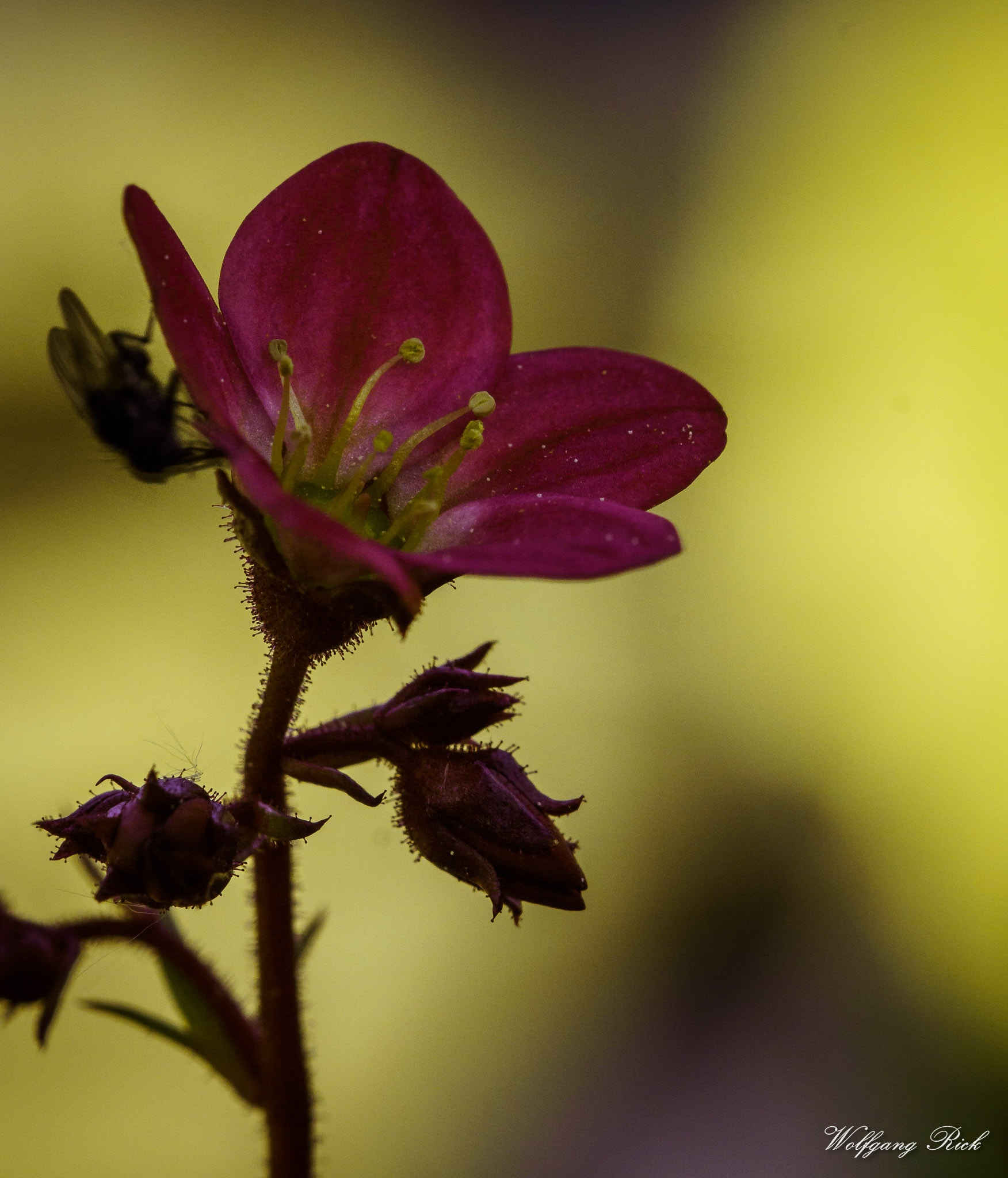 Sony ILCA-77M2 + Minolta AF 100mm F2.8 Macro [New] sample photo. Harvest photography