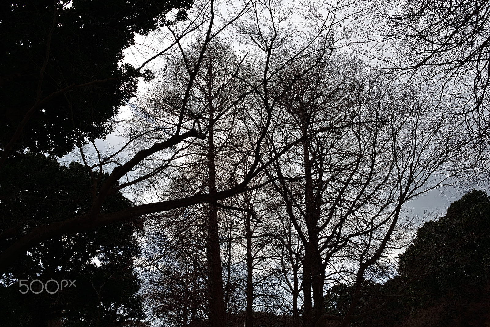 Nikon D800E sample photo. Will the dark winter pass? photography