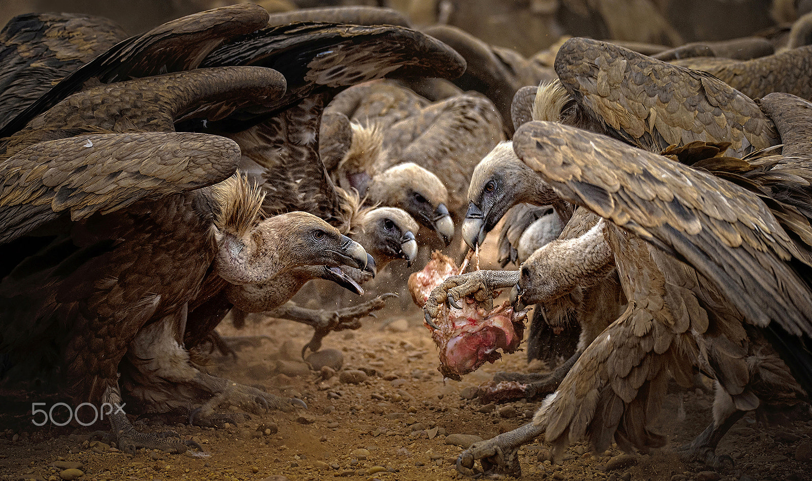 Nikon D4S + Sigma 150-600mm F5-6.3 DG OS HSM | S sample photo. Vultures photography