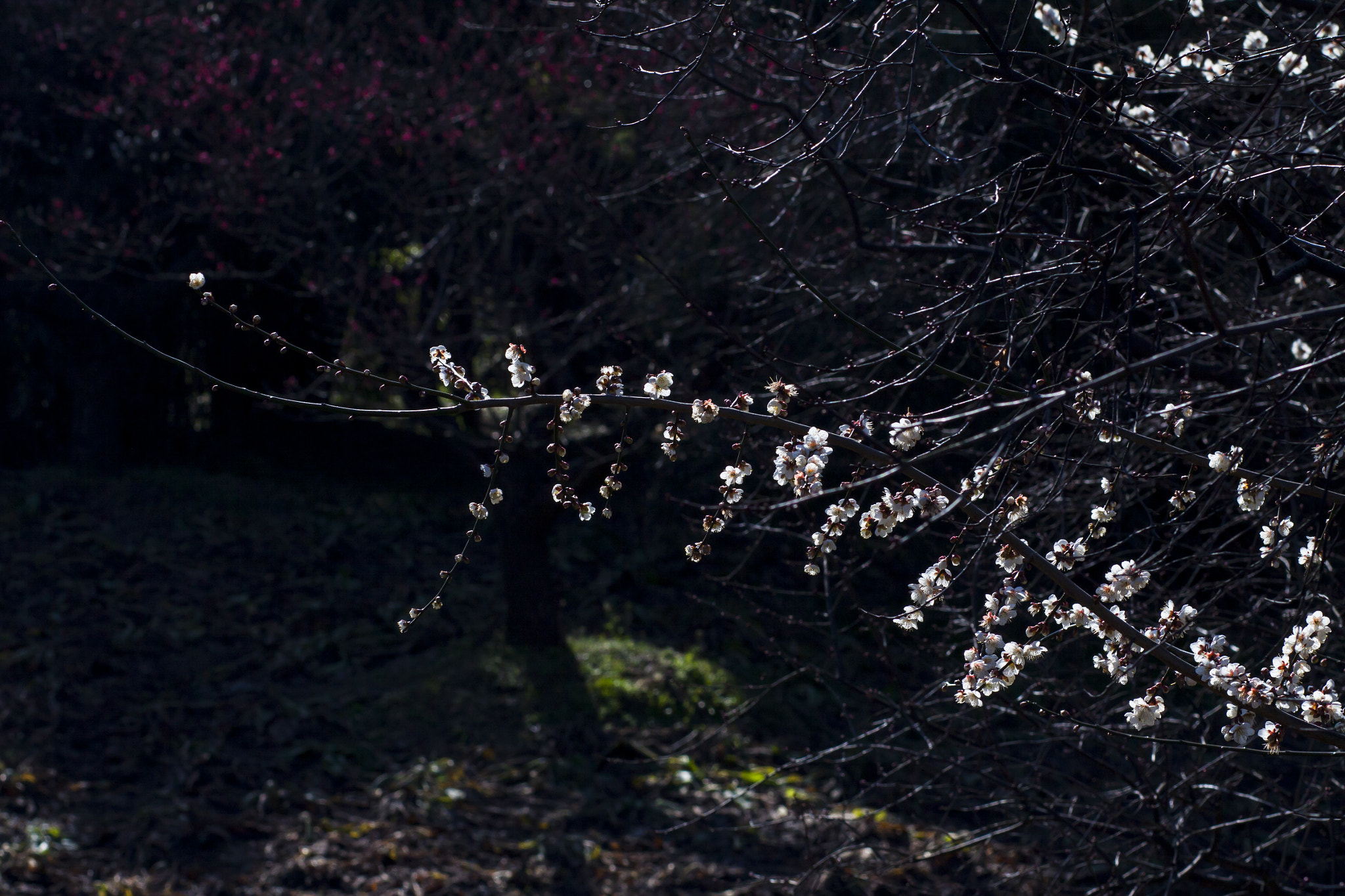 Canon EOS 50D + Canon EF 85mm F1.8 USM sample photo. Darkly sweet scent and sparse branch lines photography